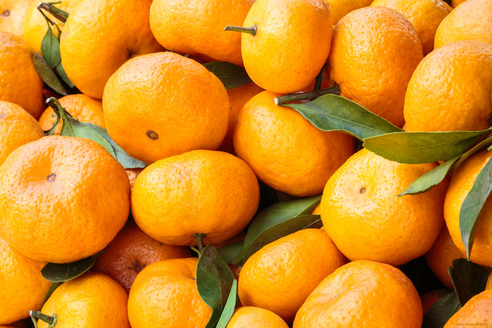 еда, цитрусы, мандарины
