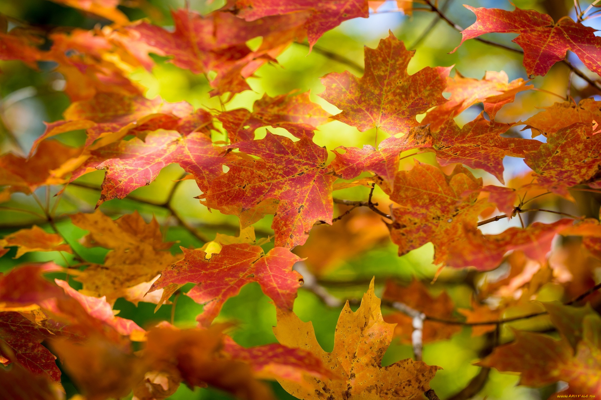 природа, листья, ветки, листва, осень, цвета, макро