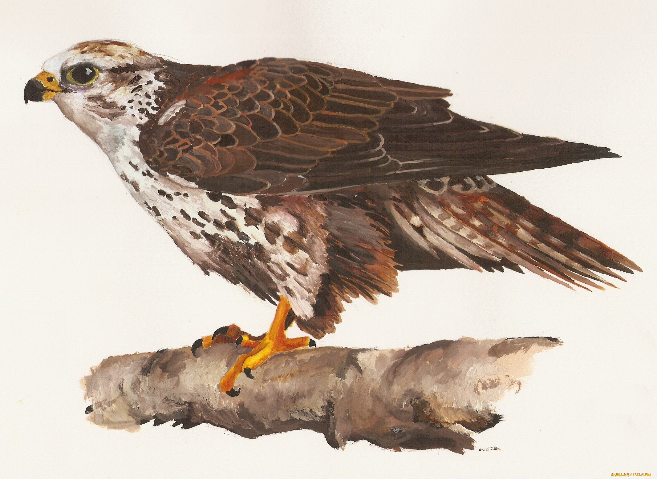 рисованные, животные, , птицы, , орлы, орел, клюв