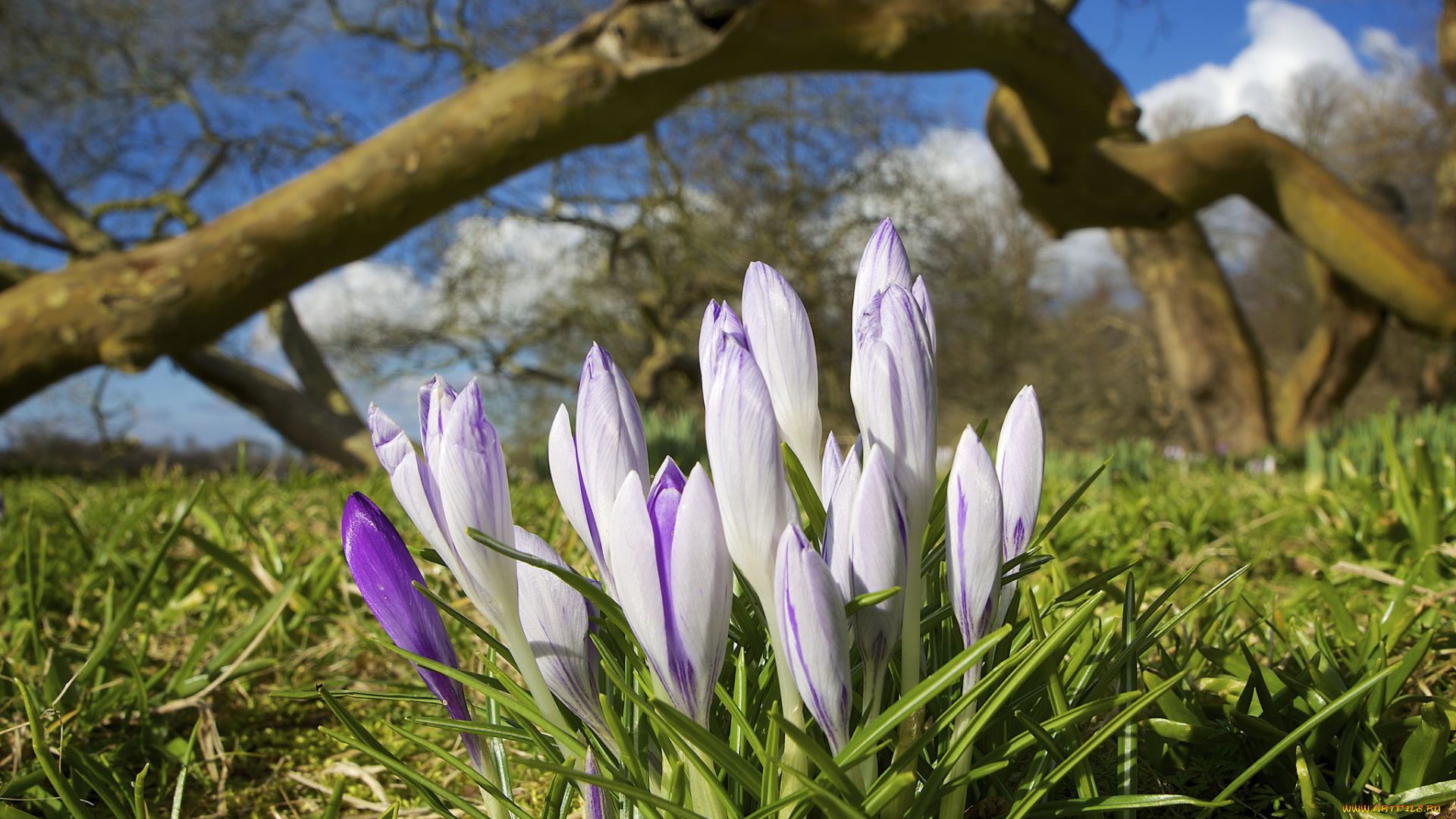 цветы, крокусы, макро, трава, сиреневые, кустик, бутоны, ветка, весна