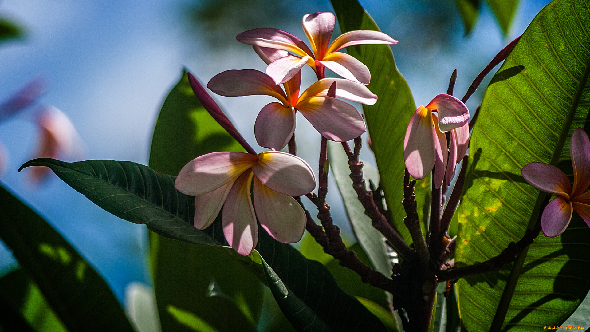 цветы, плюмерия, века, листья