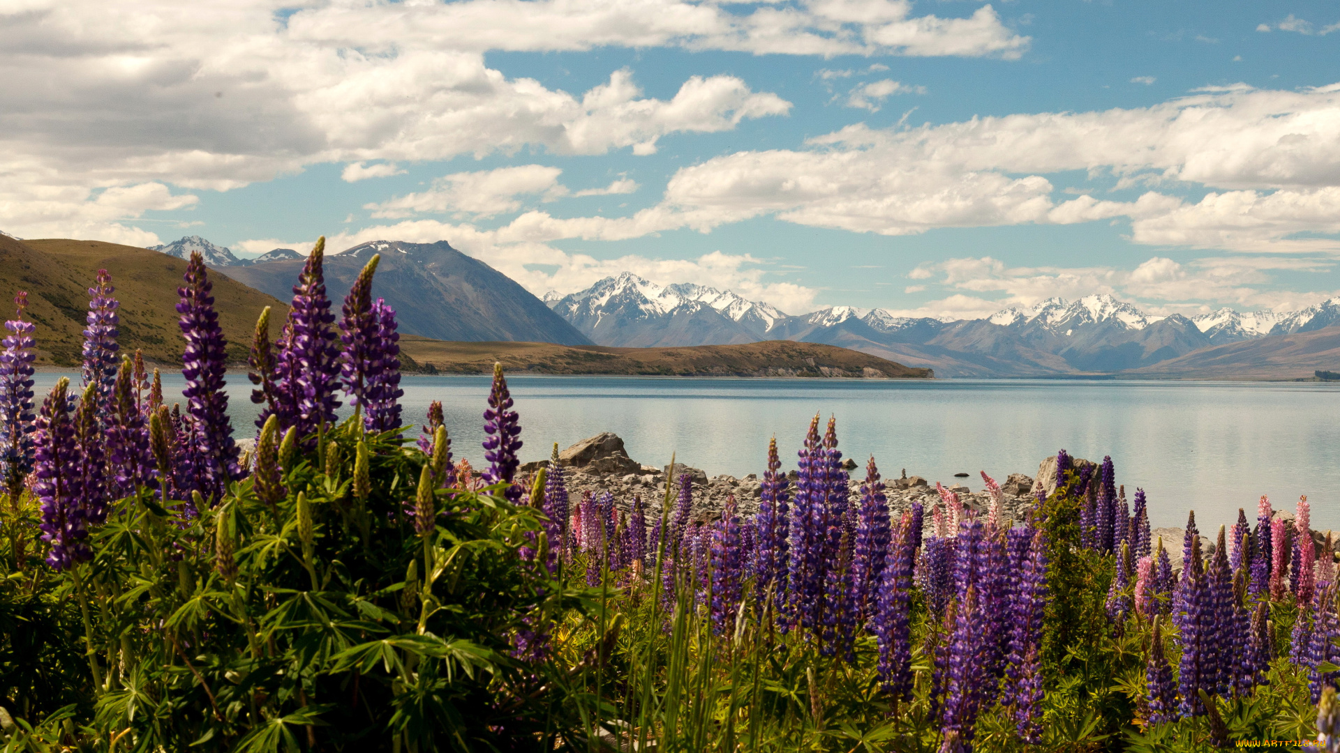 lake, tekapo, new, zealand, природа, реки, озера, цветы, небо, горы, озеро, tekapo, lake