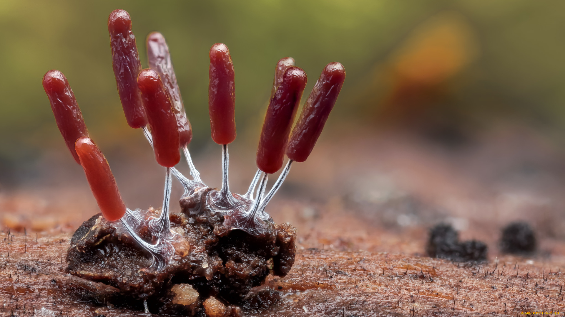 природа, грибы, макро