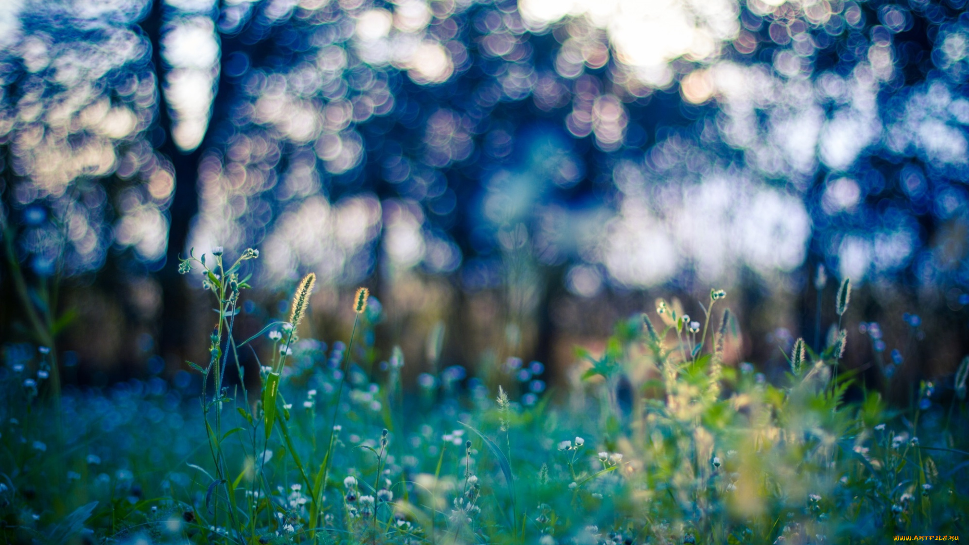 природа, макро, зелёный, трава, свет, лето