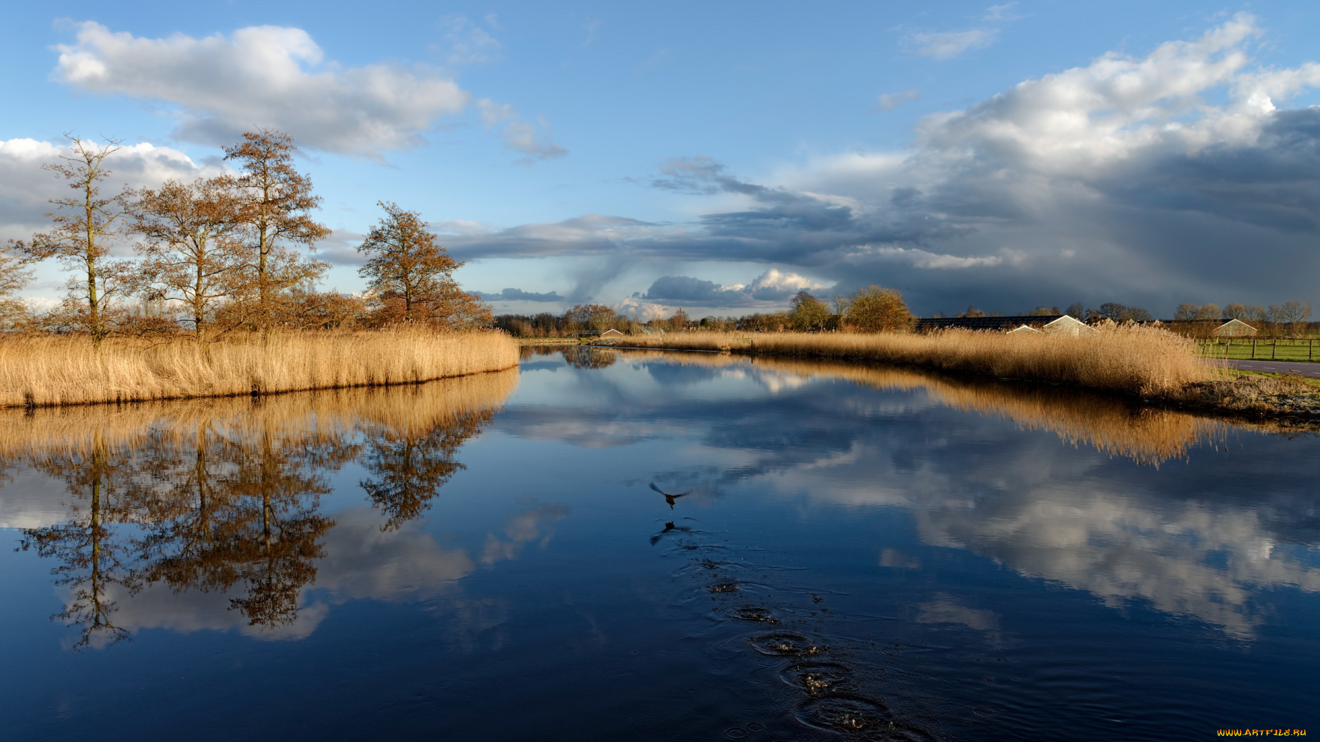 природа, реки, озера, птица, река