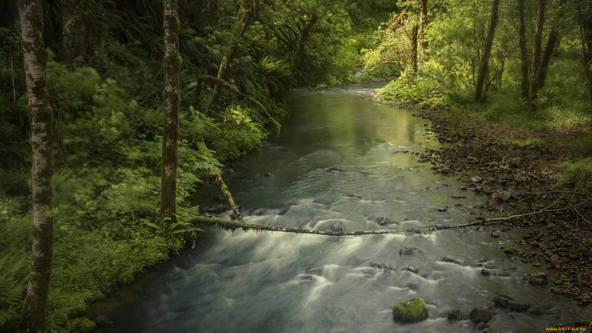 природа, реки, озера, река, деревья, лес