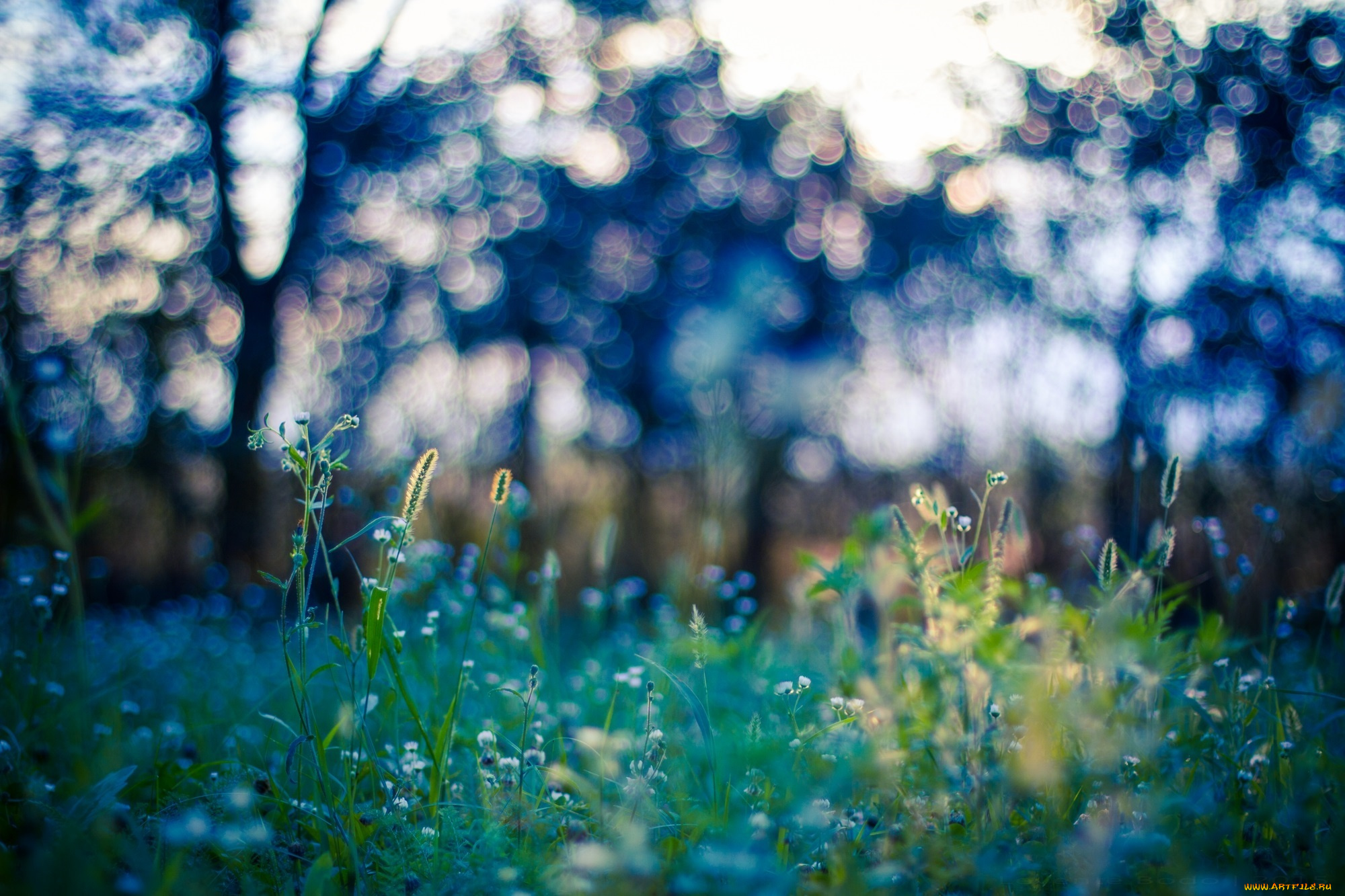 природа, макро, зелёный, трава, свет, лето