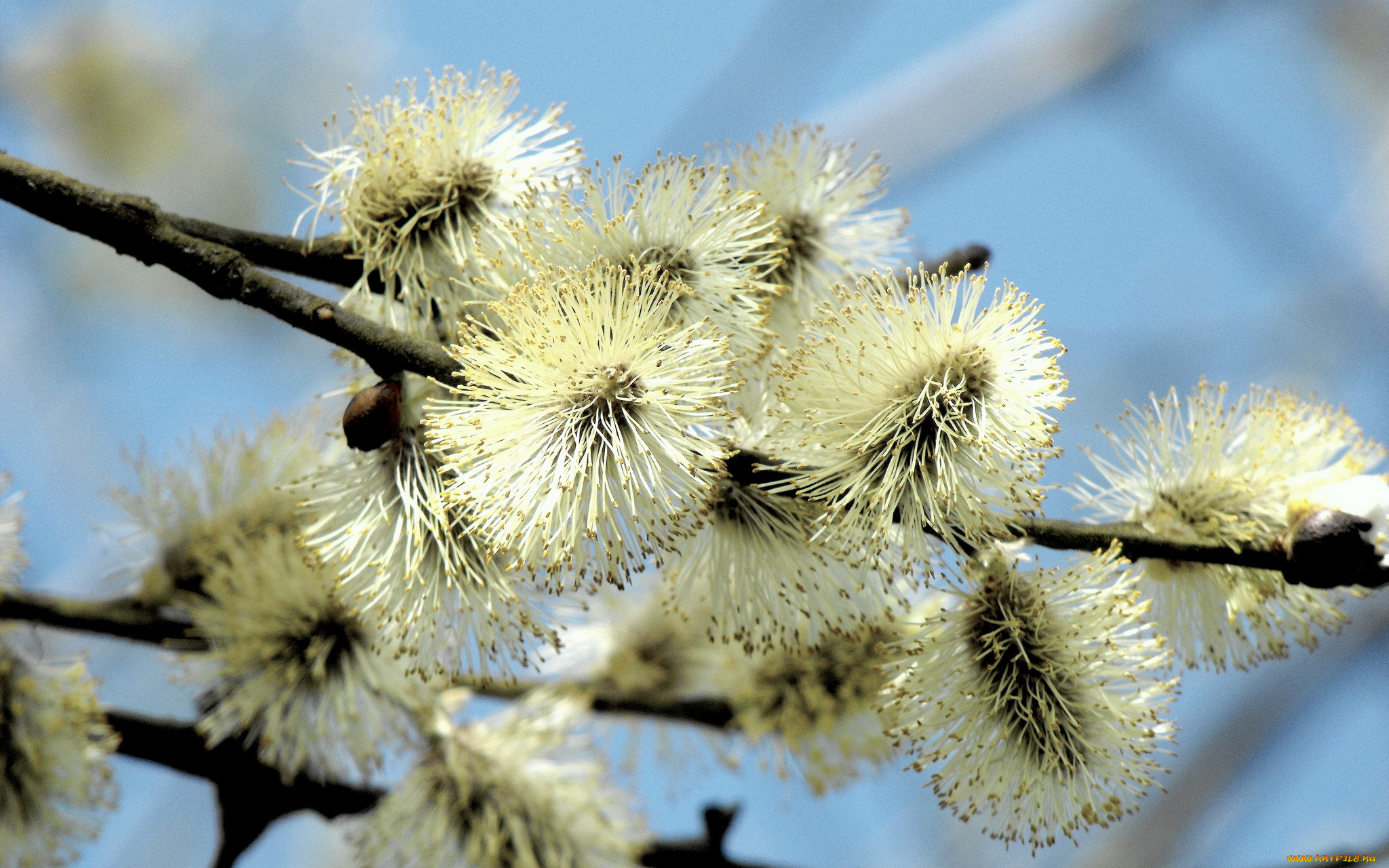 цветы, ива, , верба, весна, небо, ветка