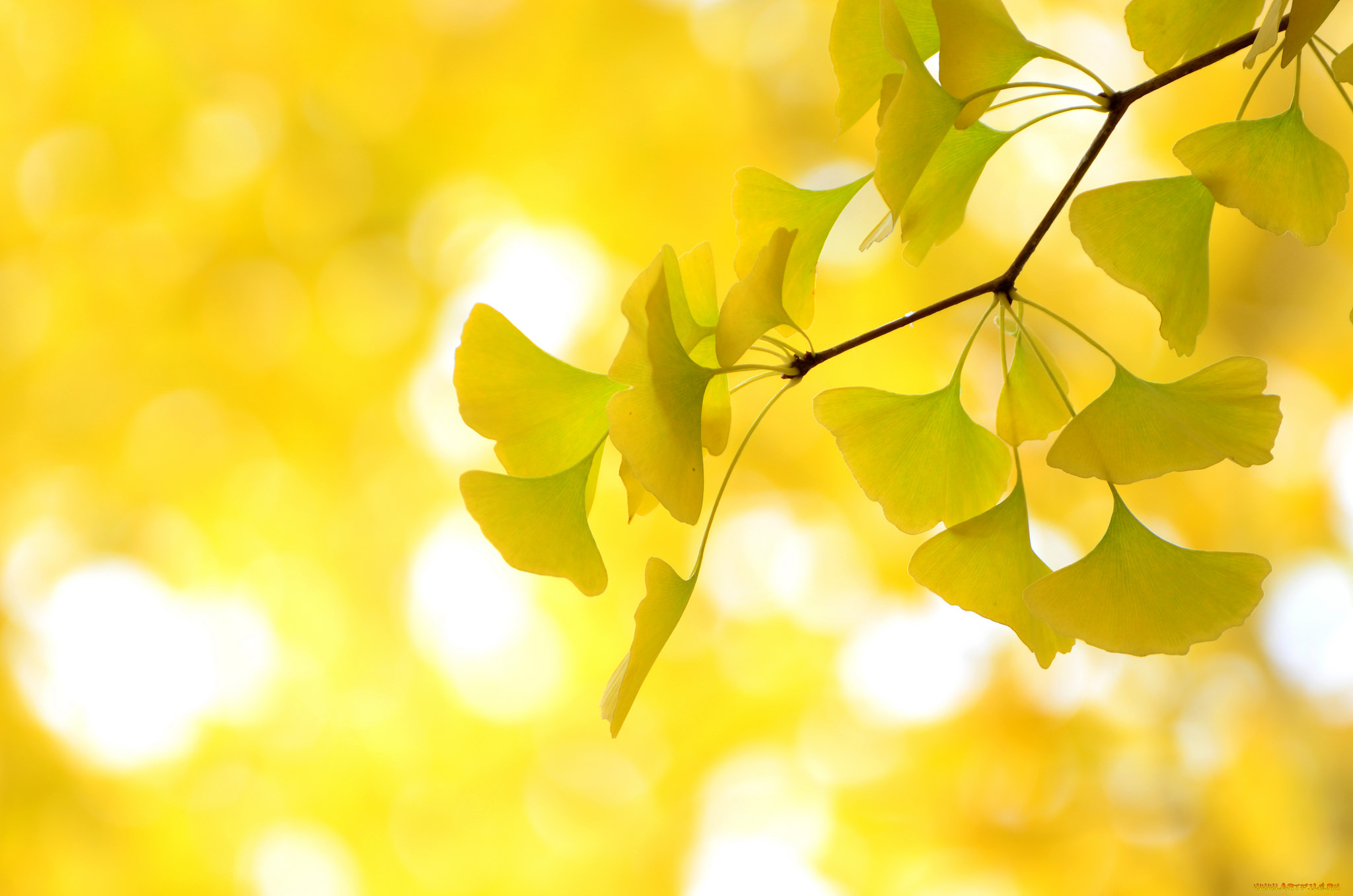 природа, листья, жёлтые, осень