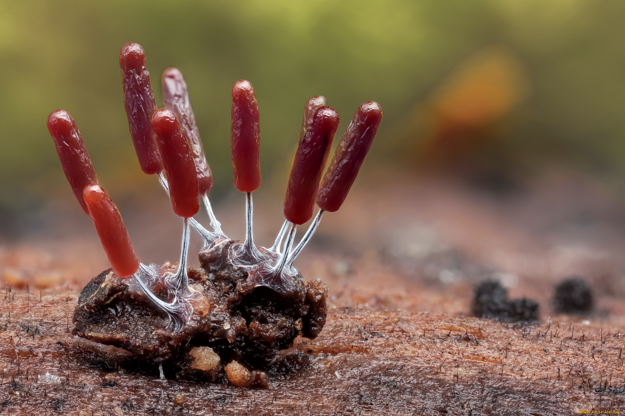 природа, грибы, макро