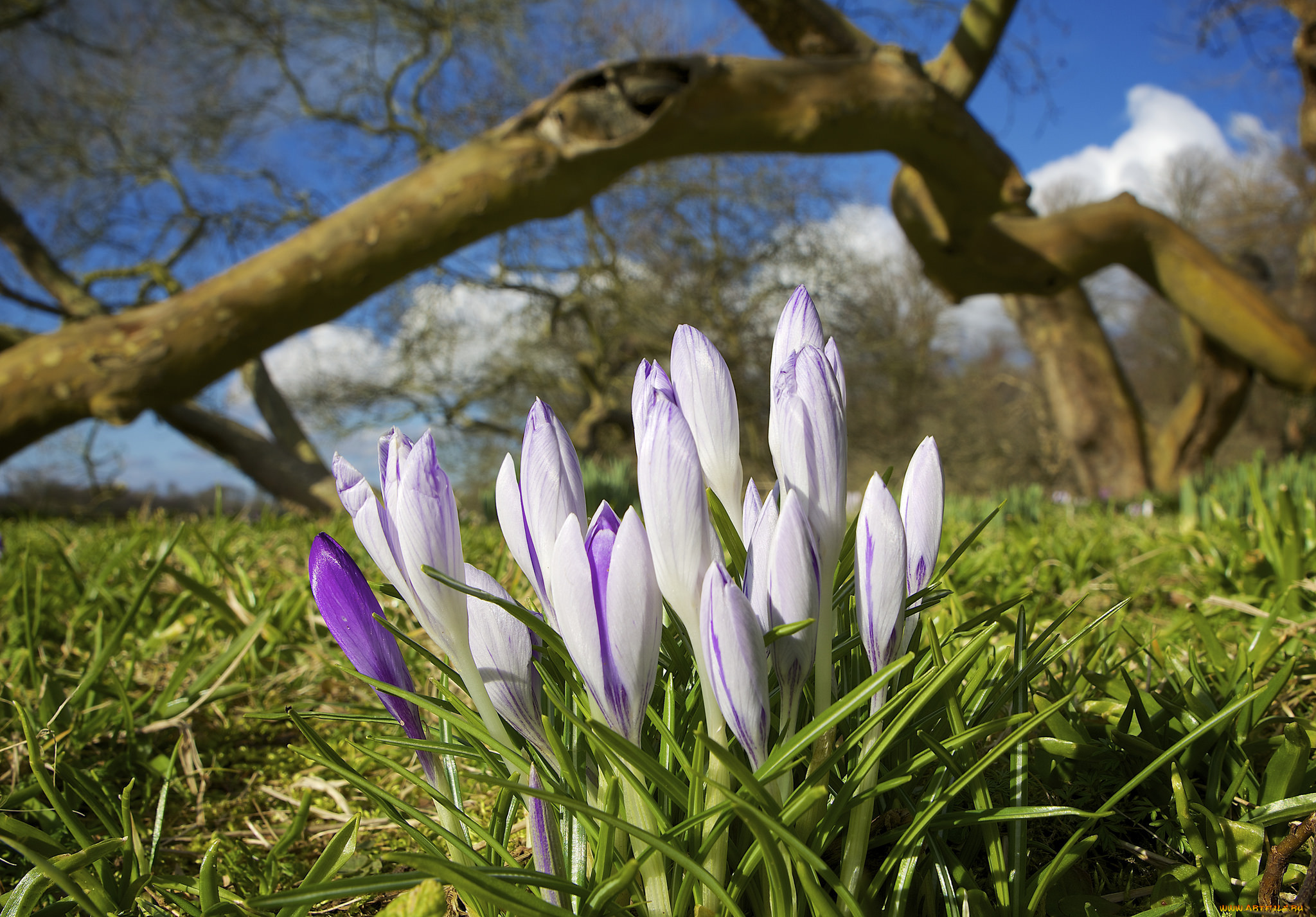 цветы, крокусы, макро, трава, сиреневые, кустик, бутоны, ветка, весна