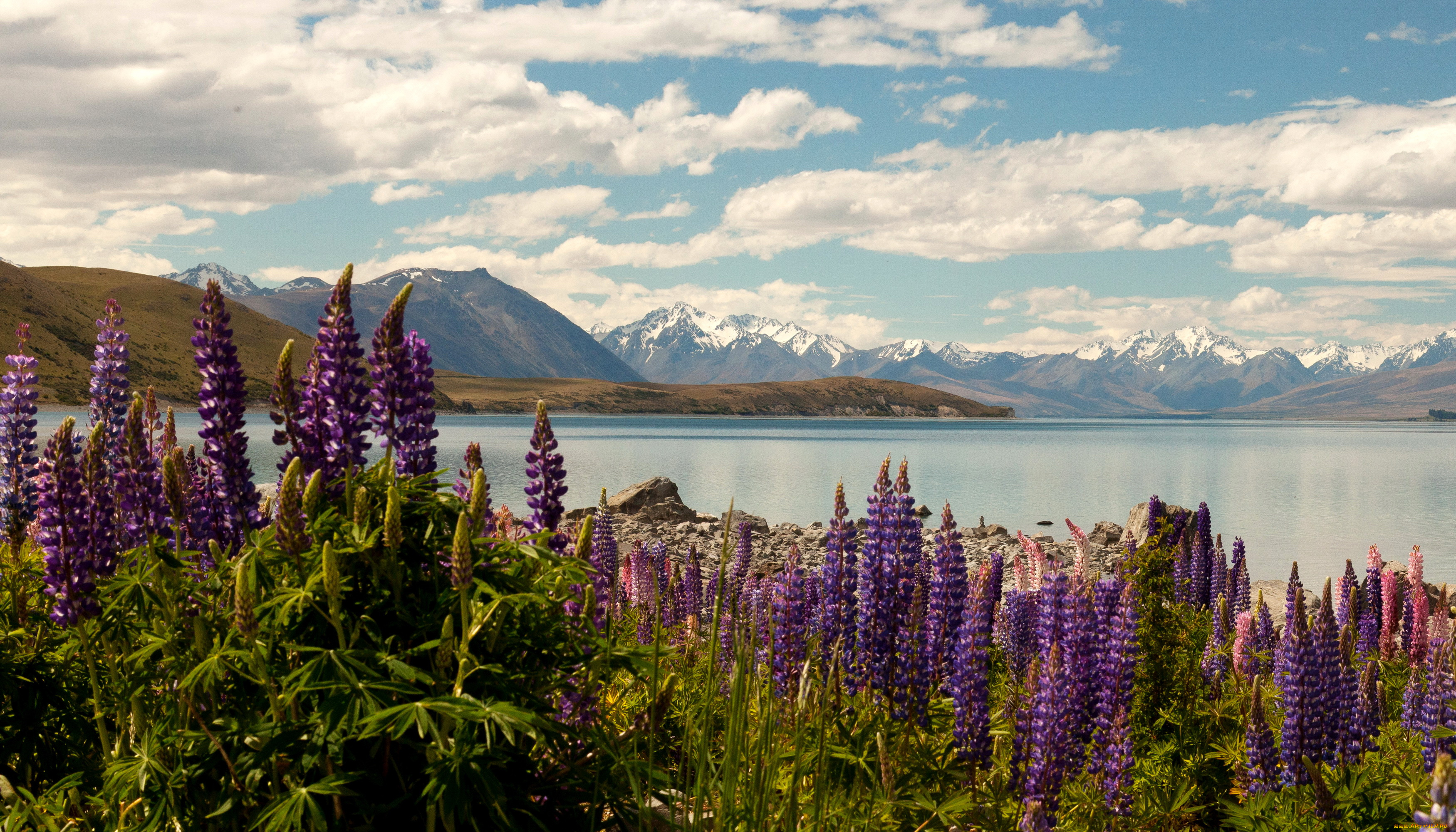 lake, tekapo, new, zealand, природа, реки, озера, цветы, небо, горы, озеро, tekapo, lake
