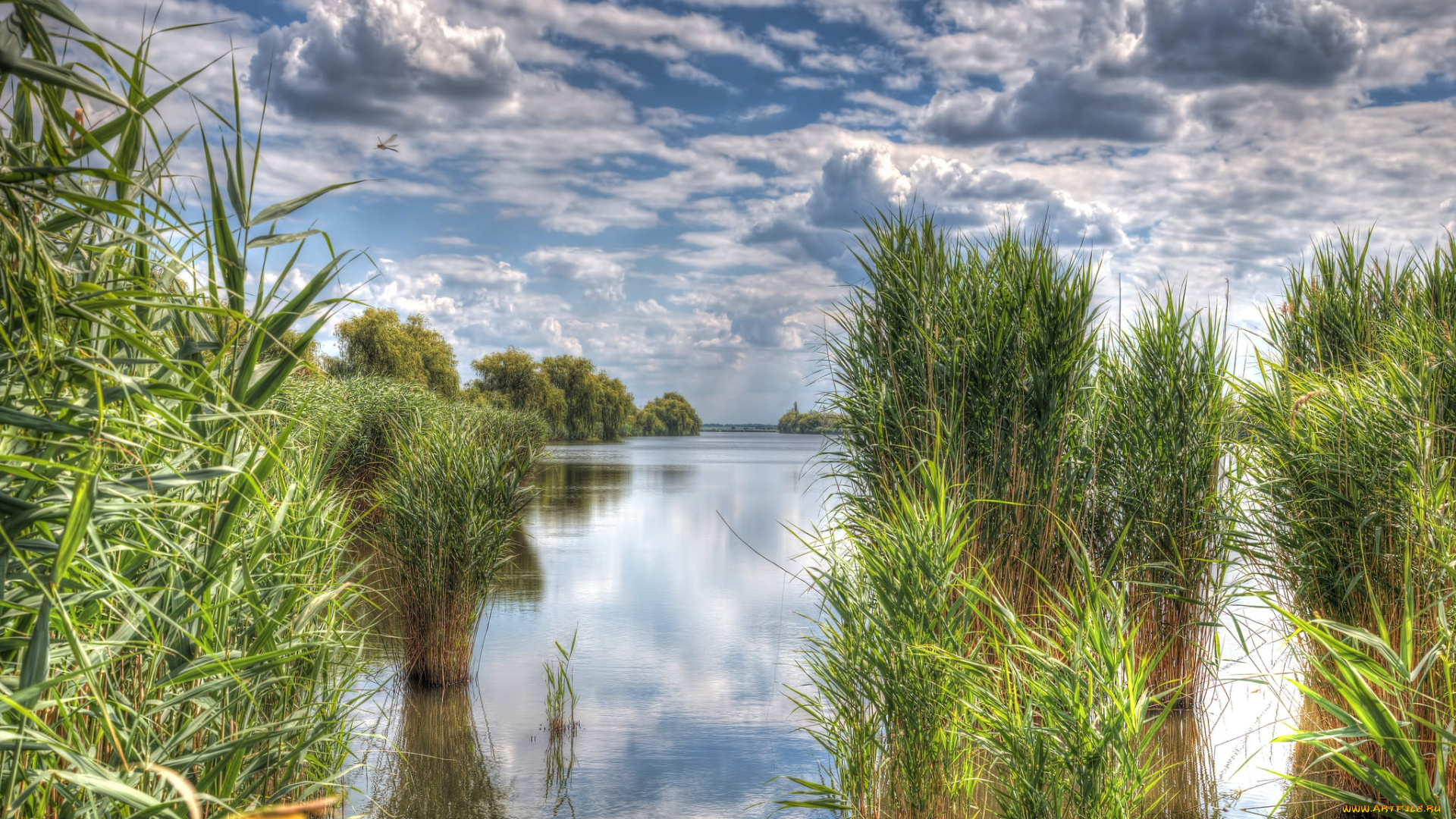 природа, реки, озера, река, камыш