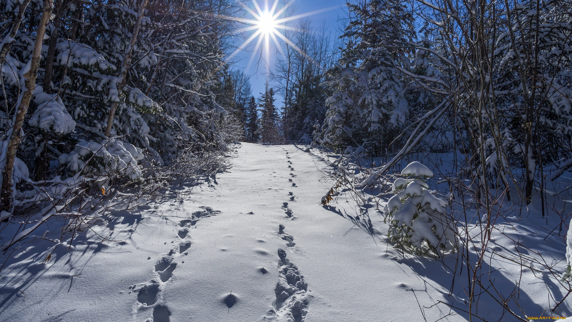 природа, зима, лес, снег