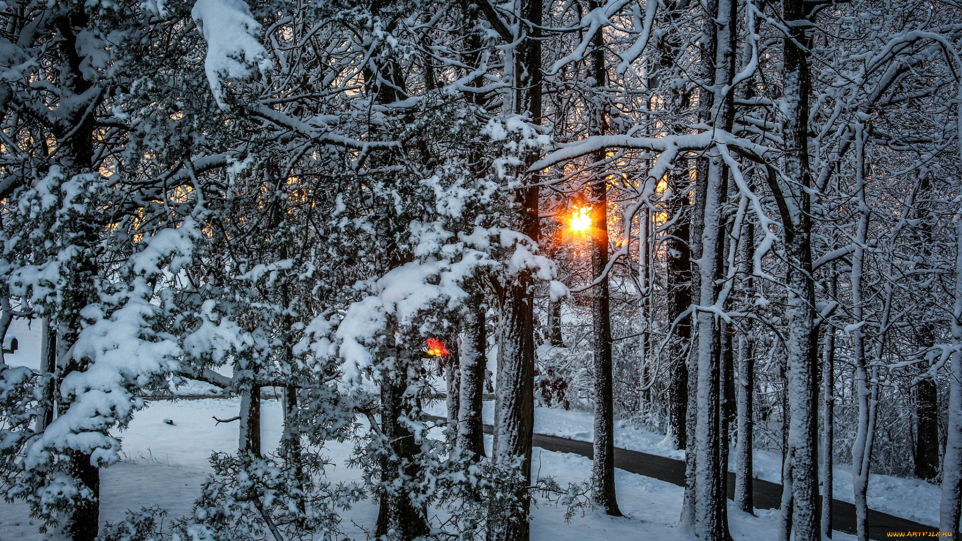 природа, зима, лес, снег