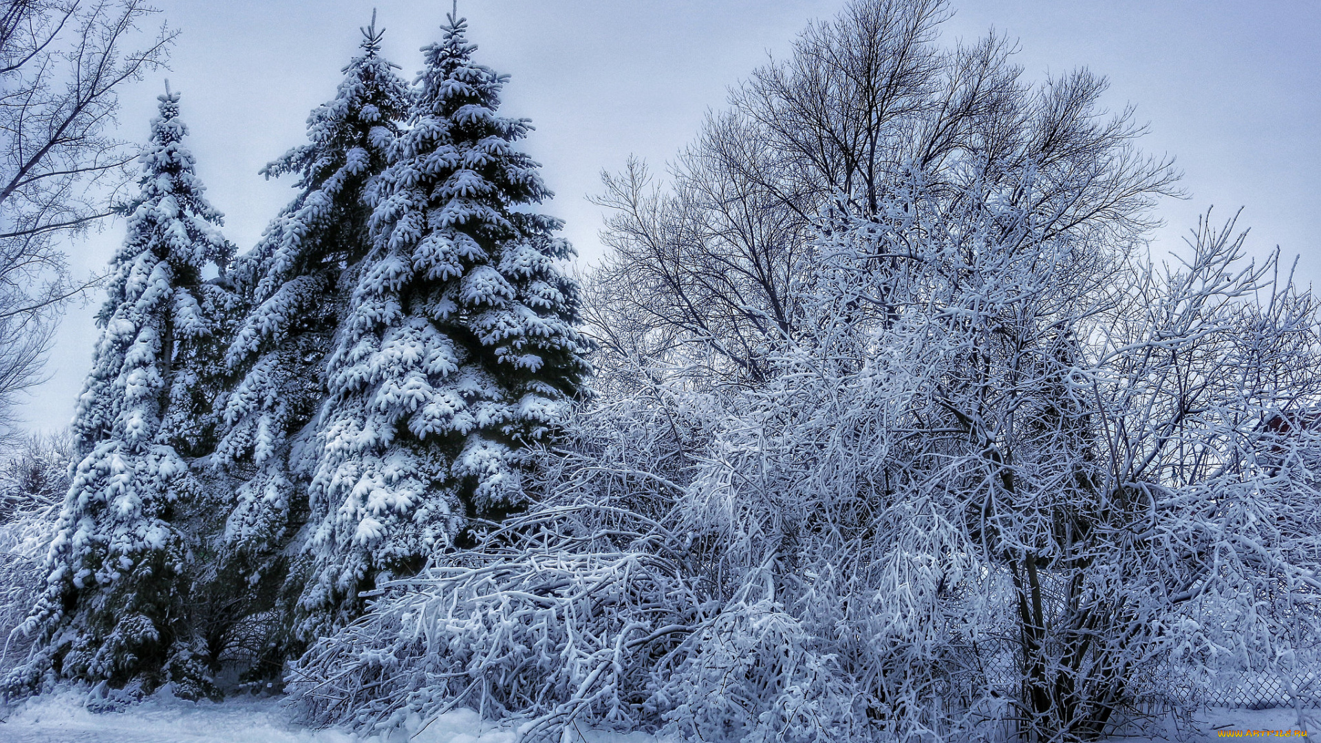 природа, зима, лес, снег