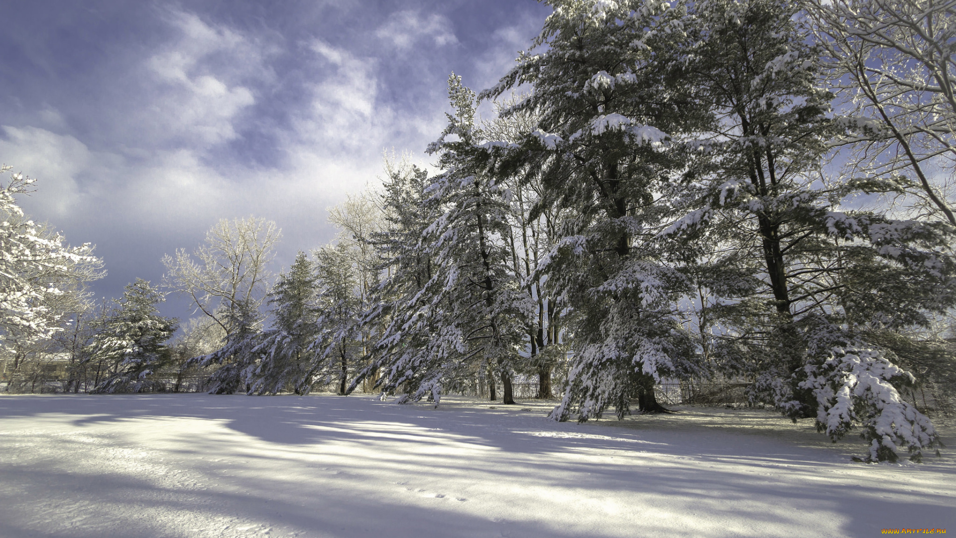 природа, зима, лес, снег