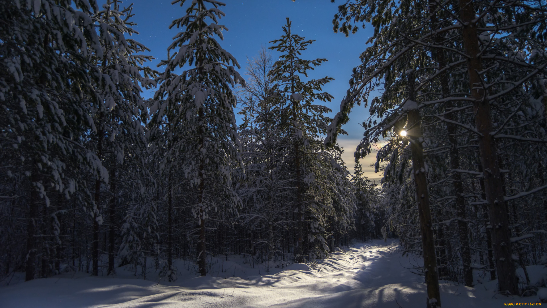 природа, зима, лес, снег