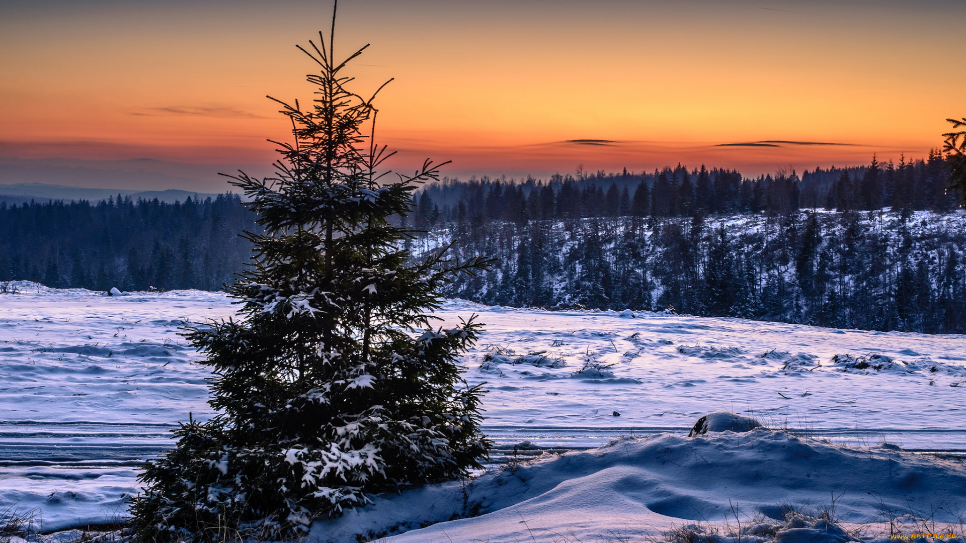 природа, зима, лес, снег