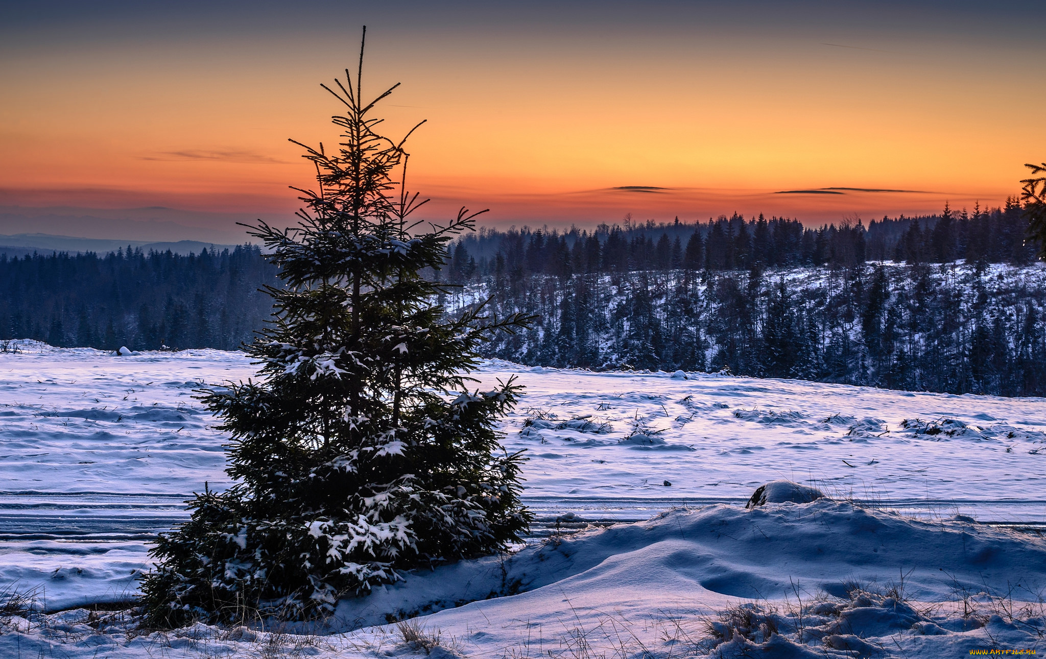 природа, зима, лес, снег