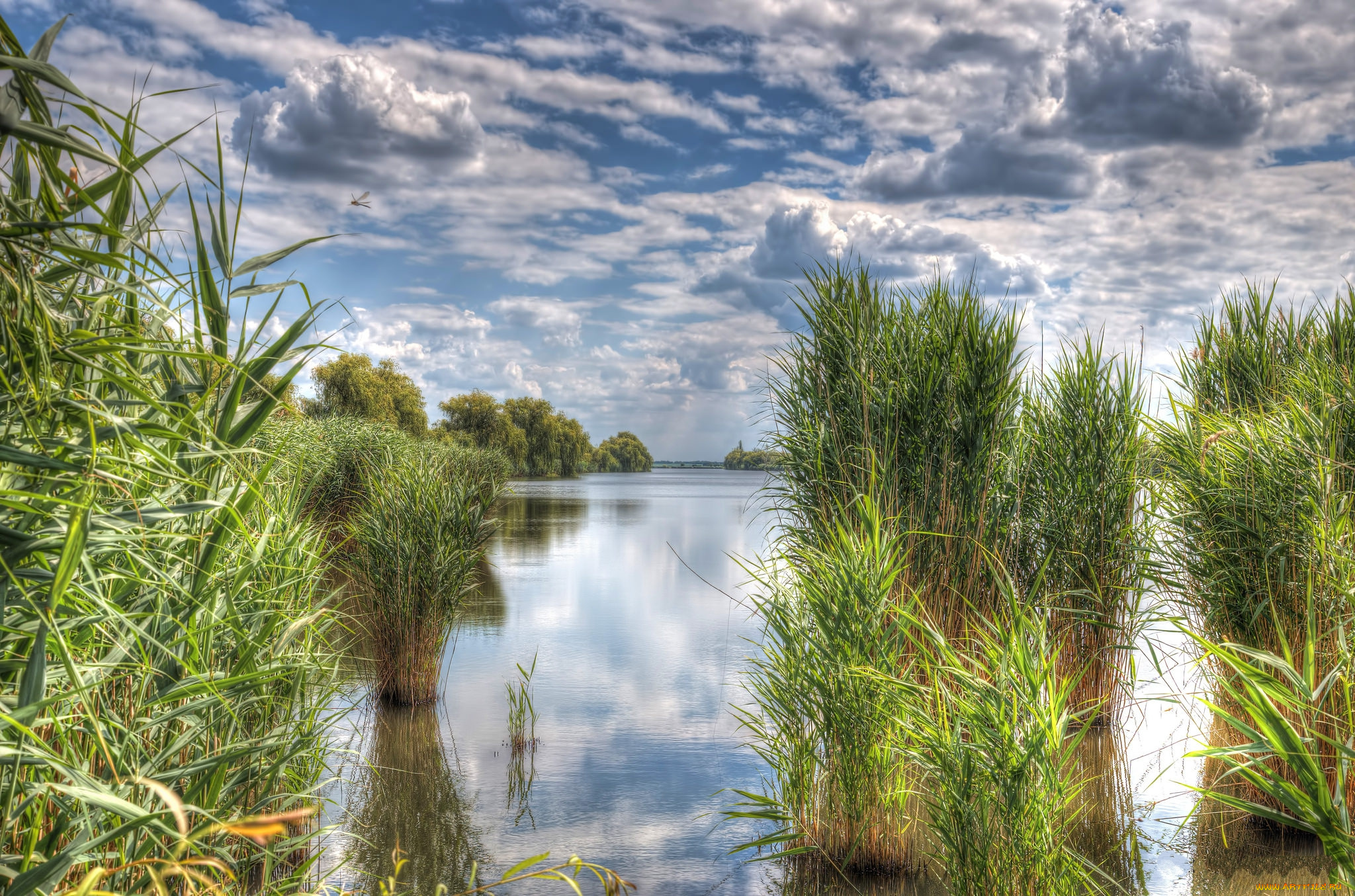 природа, реки, озера, река, камыш