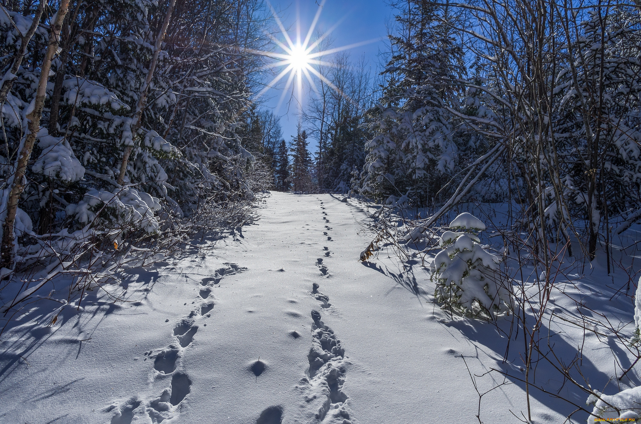 природа, зима, лес, снег