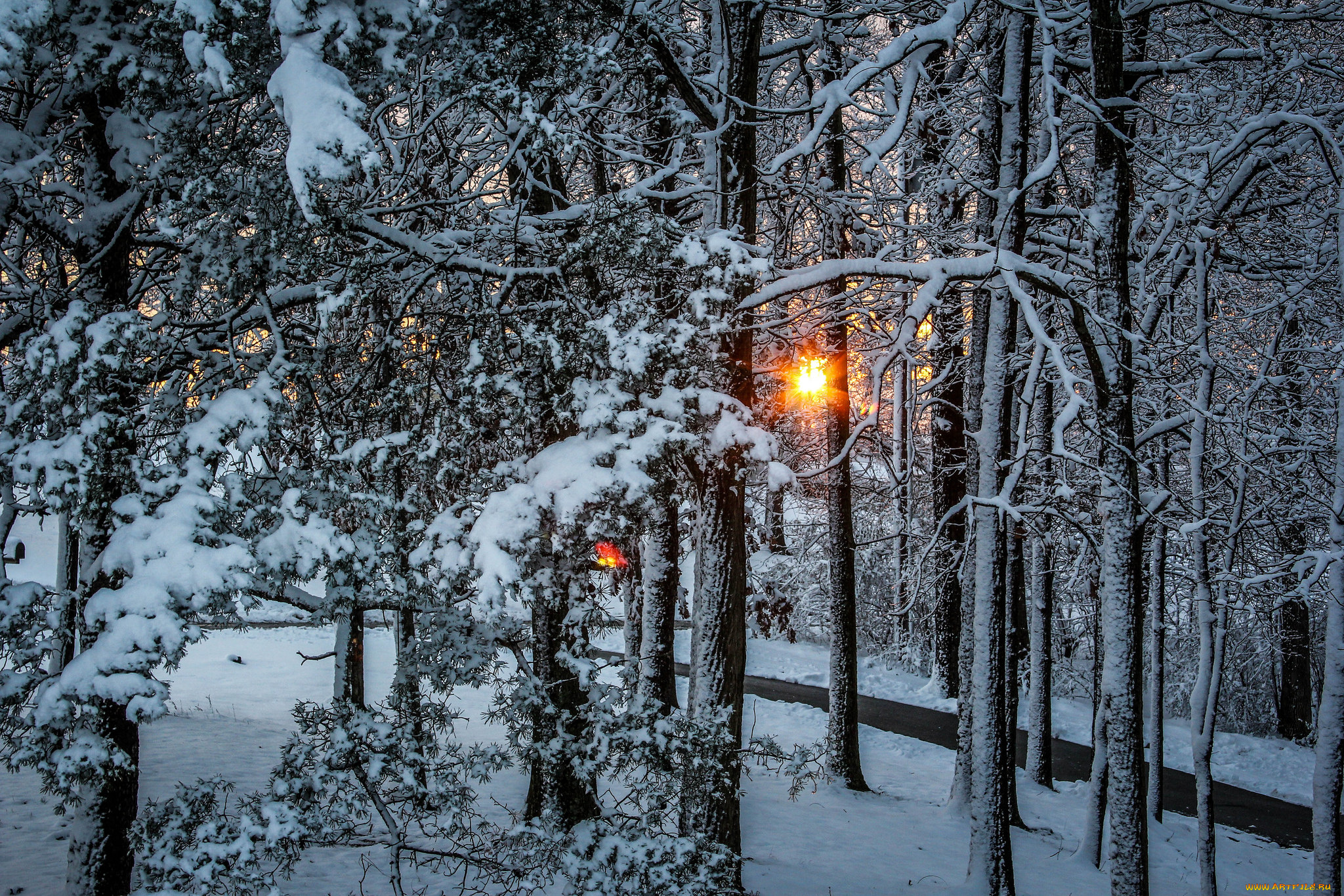 природа, зима, лес, снег