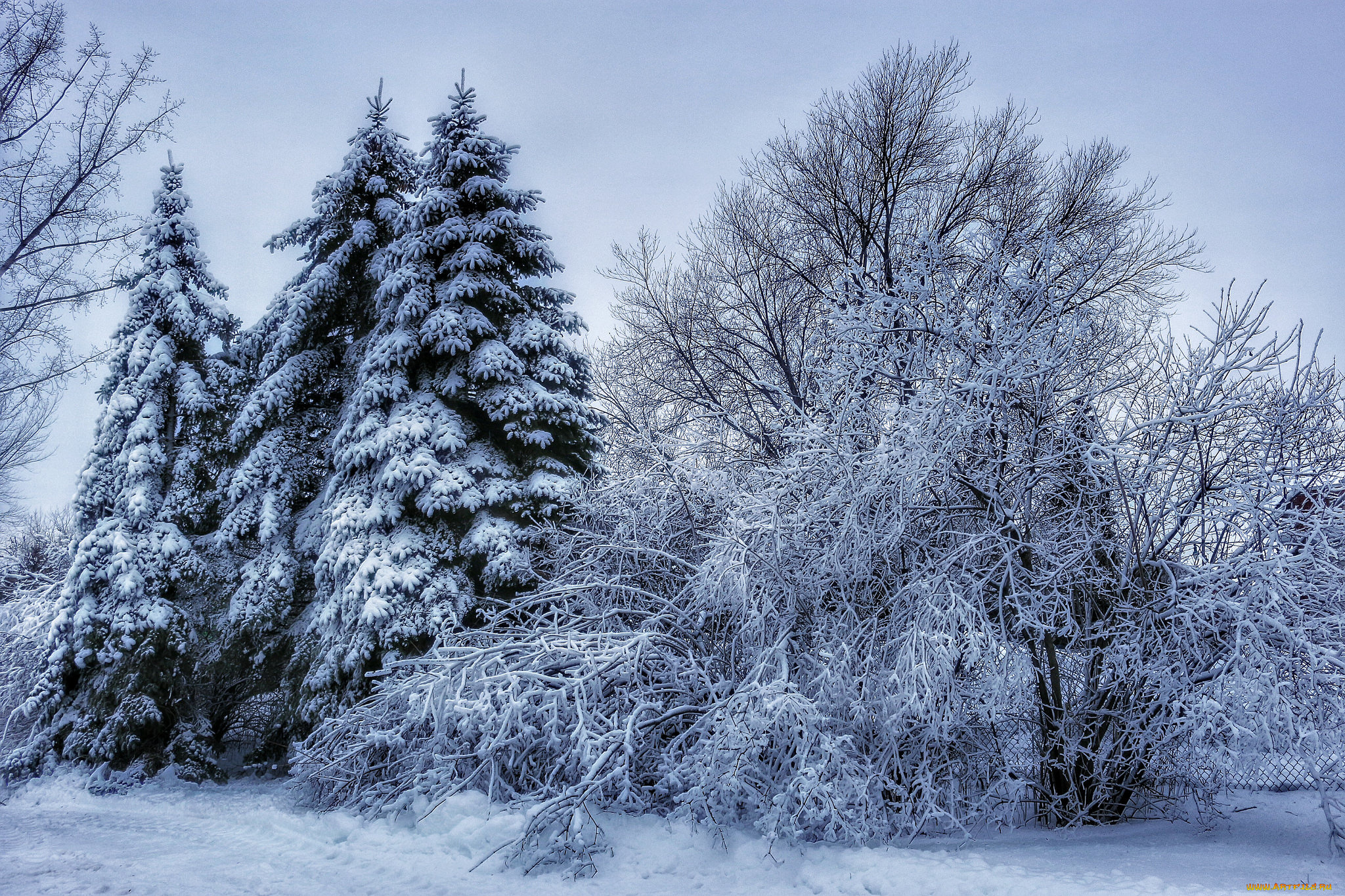 природа, зима, лес, снег