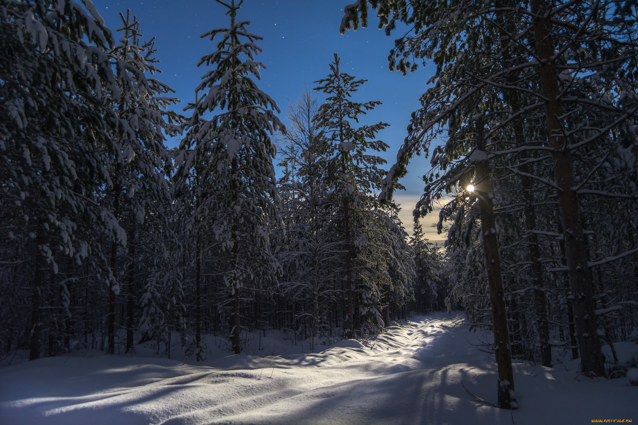 природа, зима, лес, снег