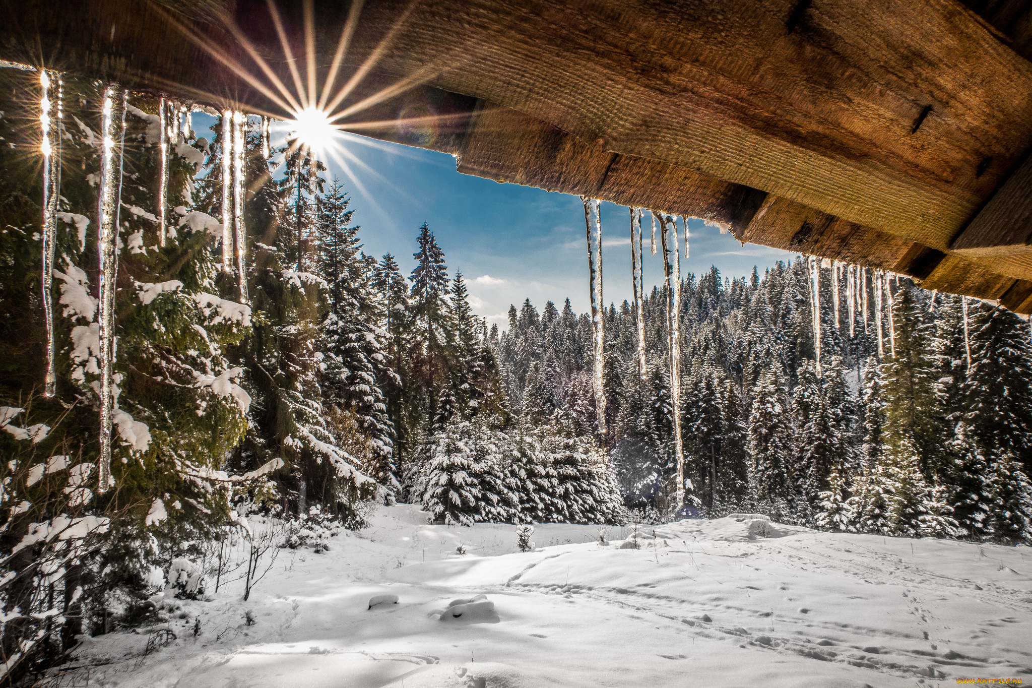 природа, зима, лес, снег