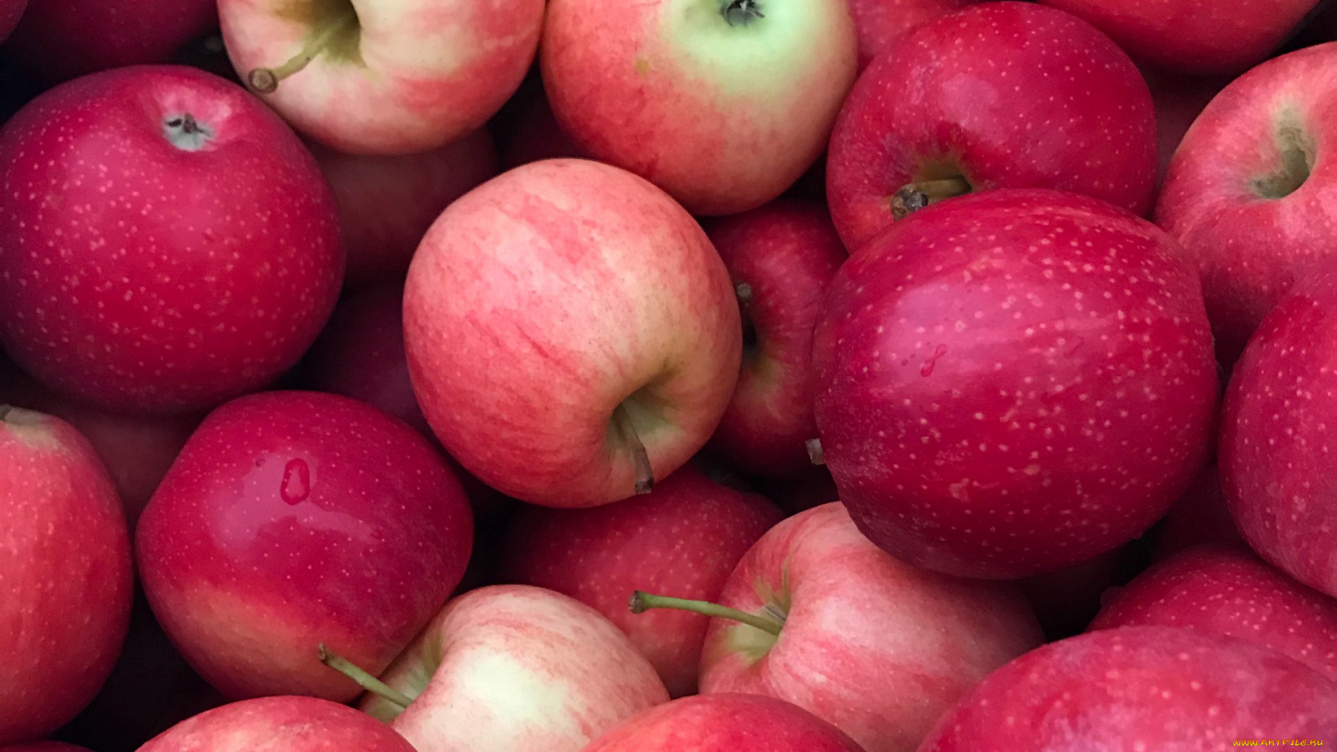 еда, яблоки, урожай, много