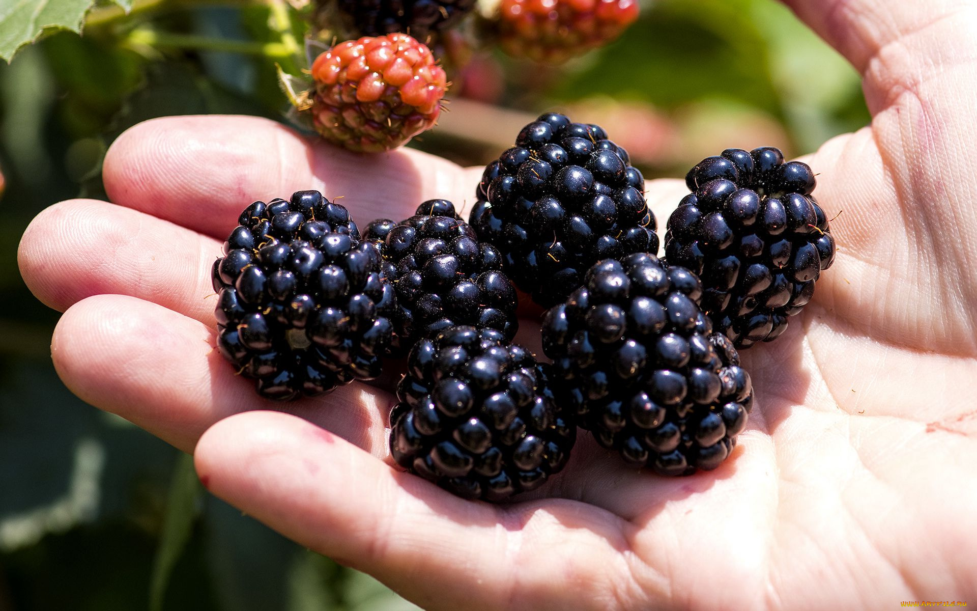 еда, ежевика, рука, ягоды, спелые