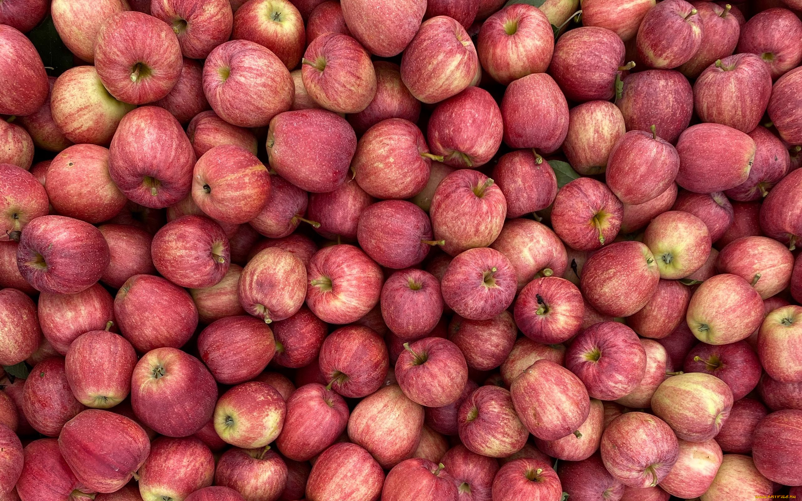 еда, яблоки, урожай, много