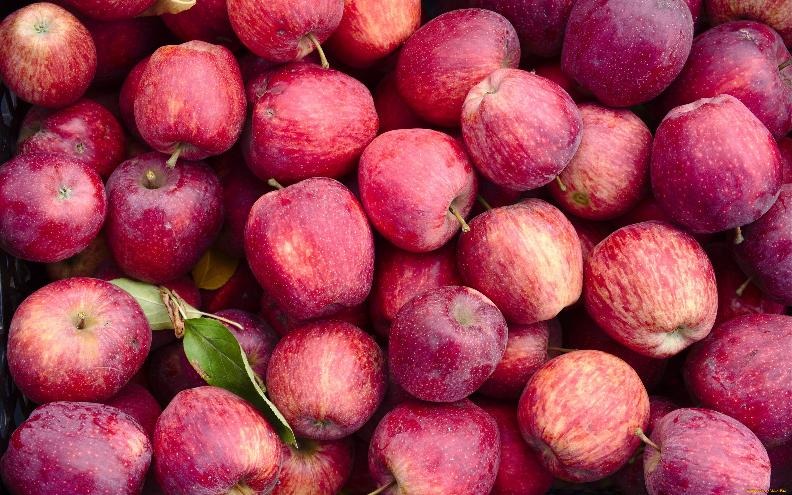 еда, яблоки, урожай, много