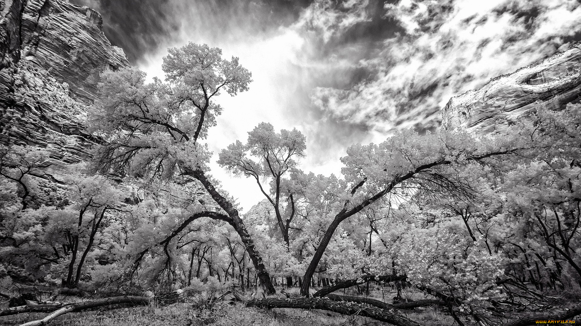 разное, компьютерный, дизайн, деревья, небо