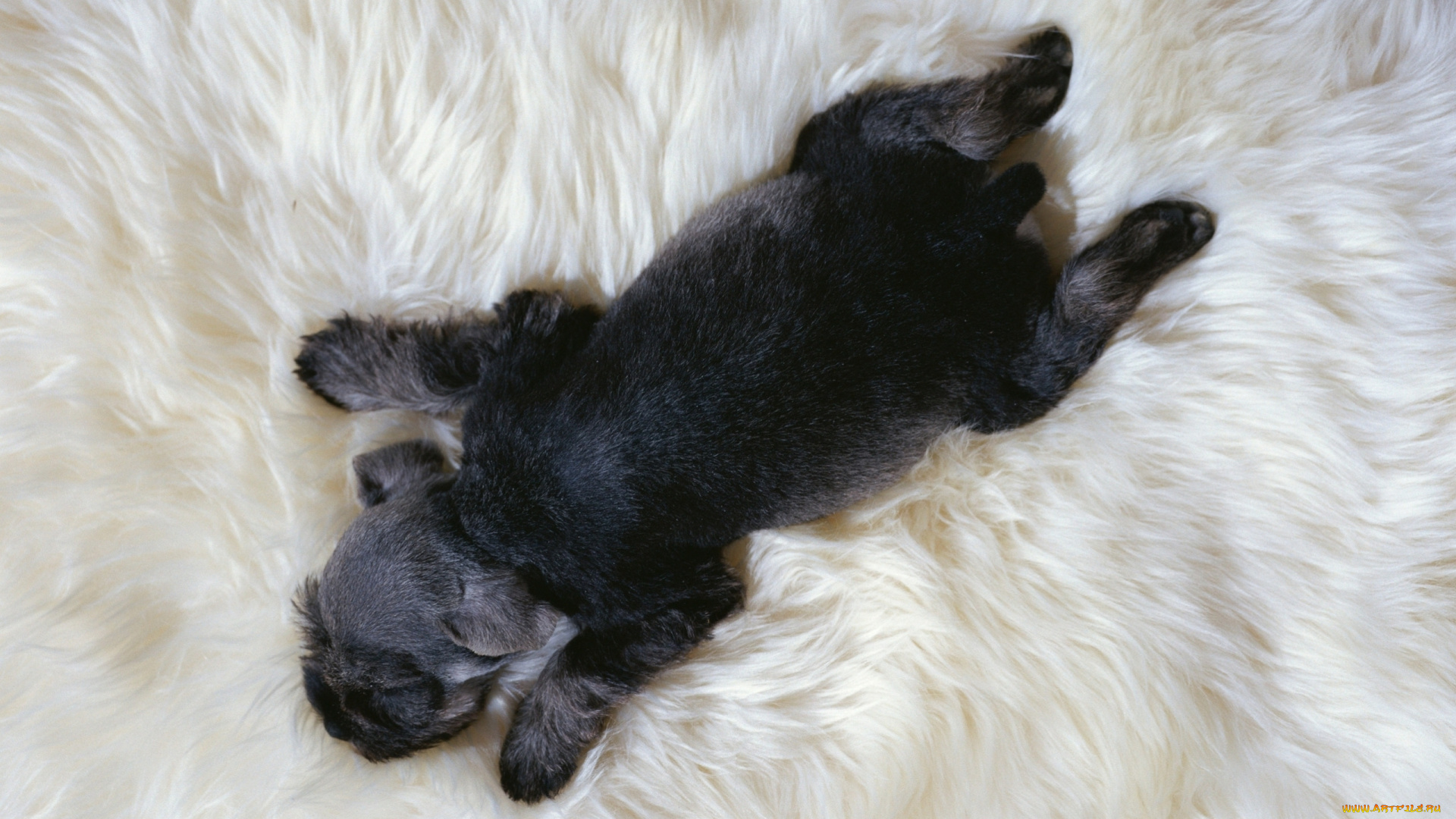 животные, собаки, щенок, мех