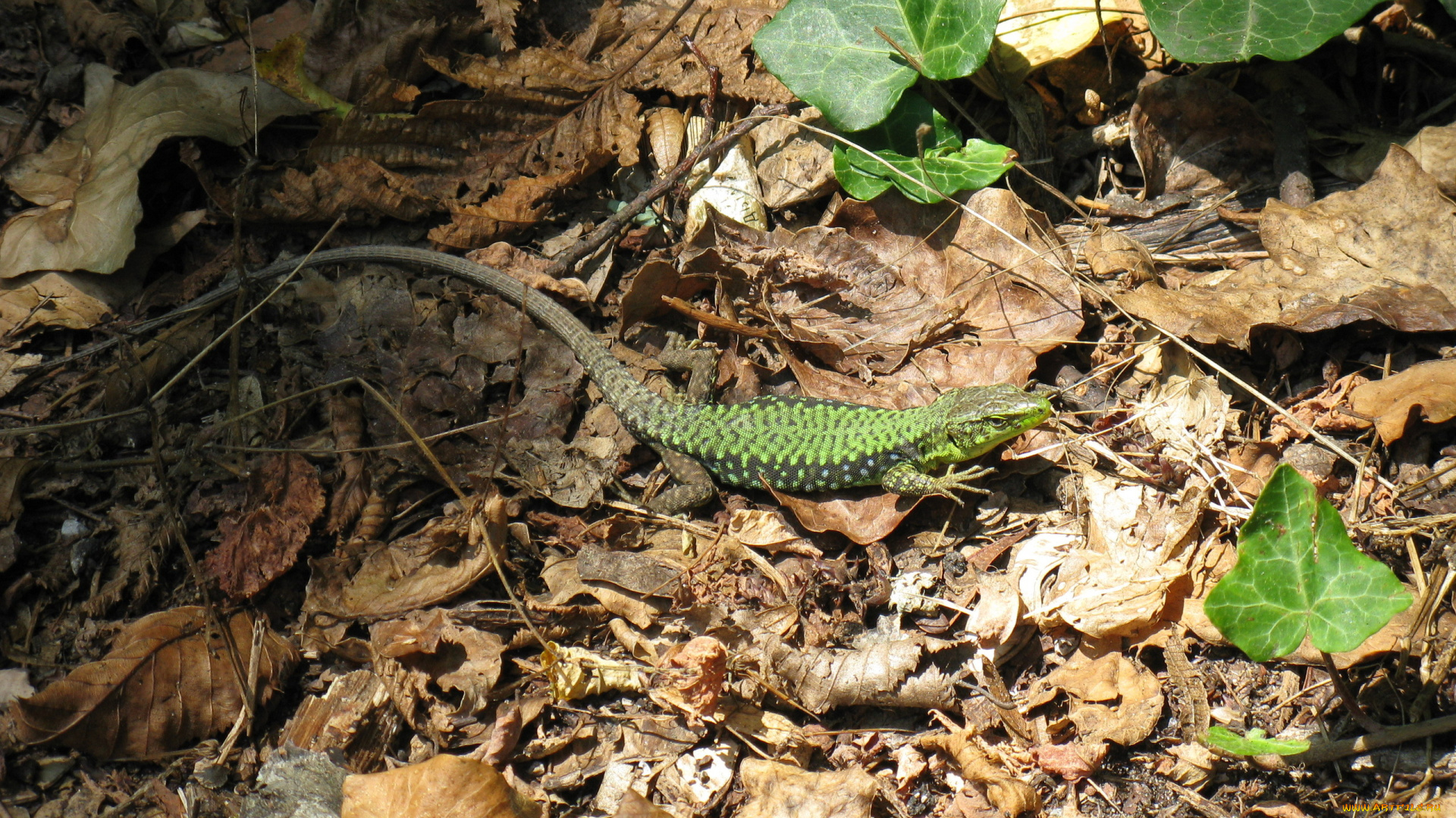 животные, ящерицы, , игуаны, , вараны, ящерица, зеленая, листья