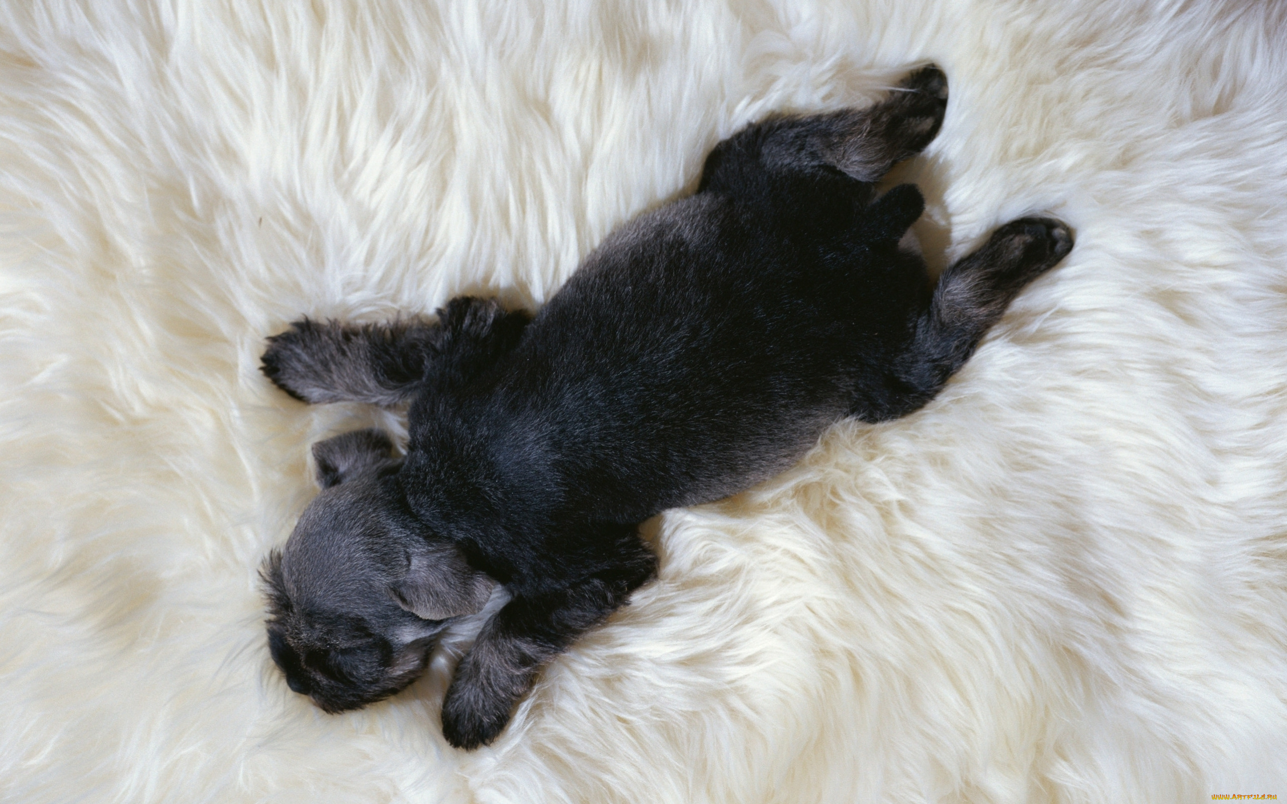 животные, собаки, щенок, мех