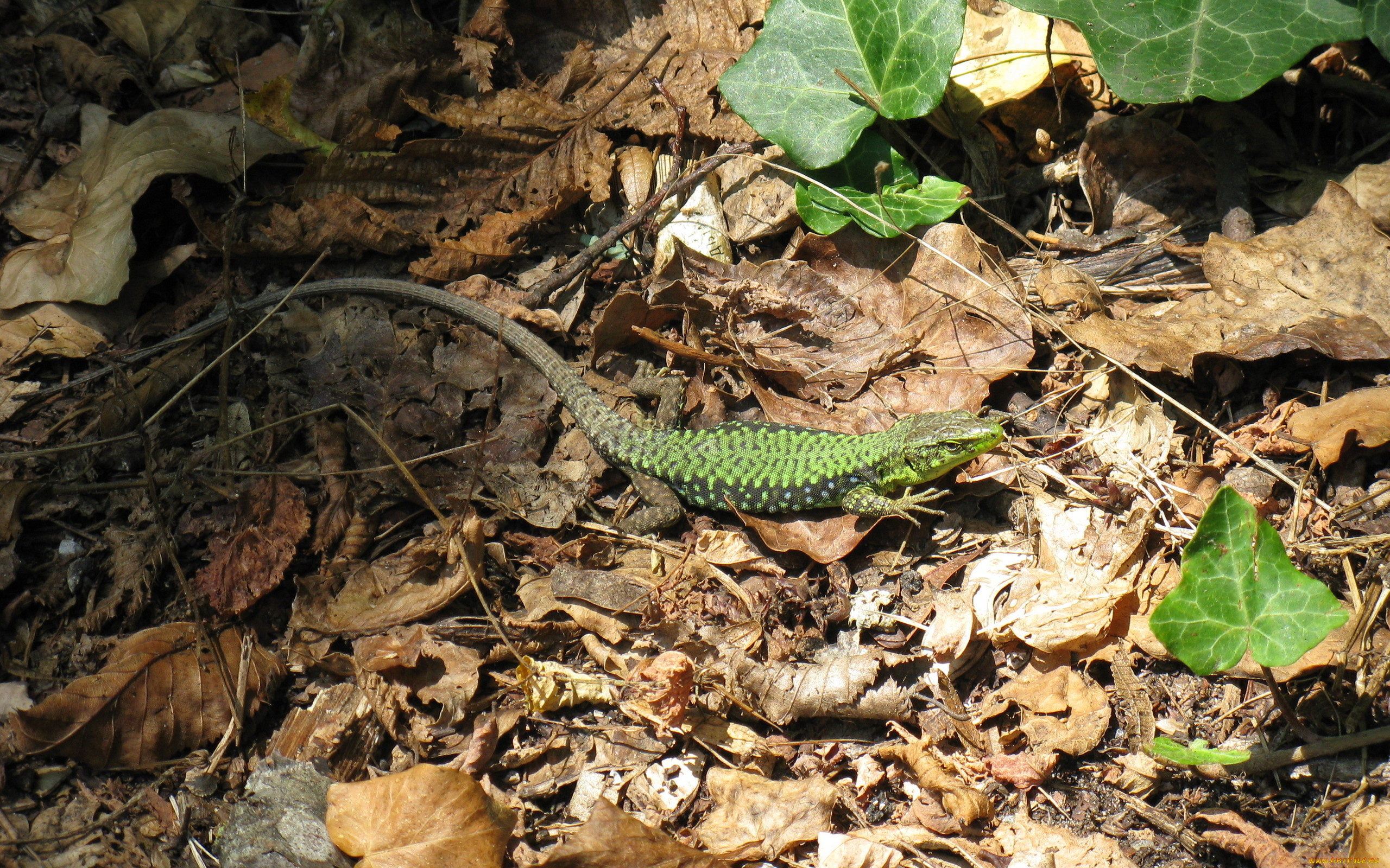 животные, ящерицы, , игуаны, , вараны, ящерица, зеленая, листья