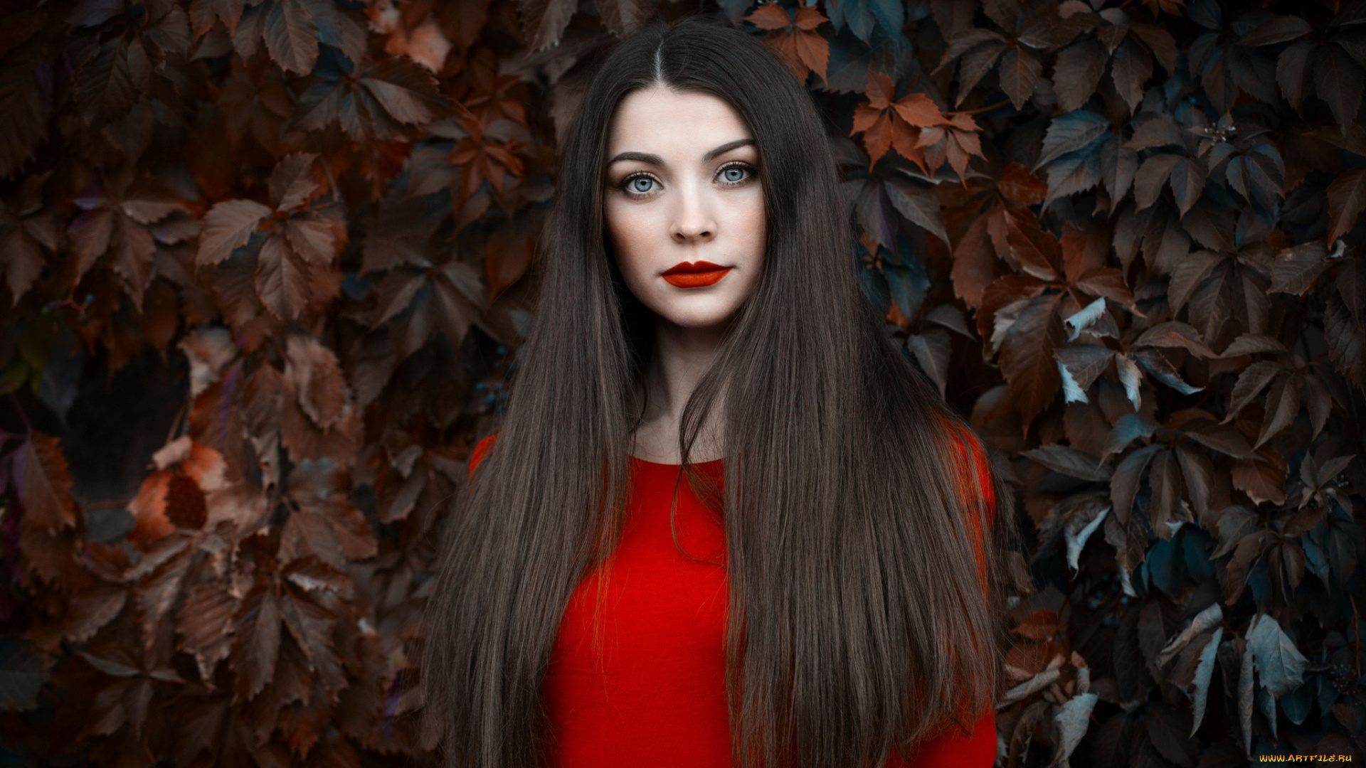 девушки, -, лица, , портреты, брюнетка, листья, красный, свитер