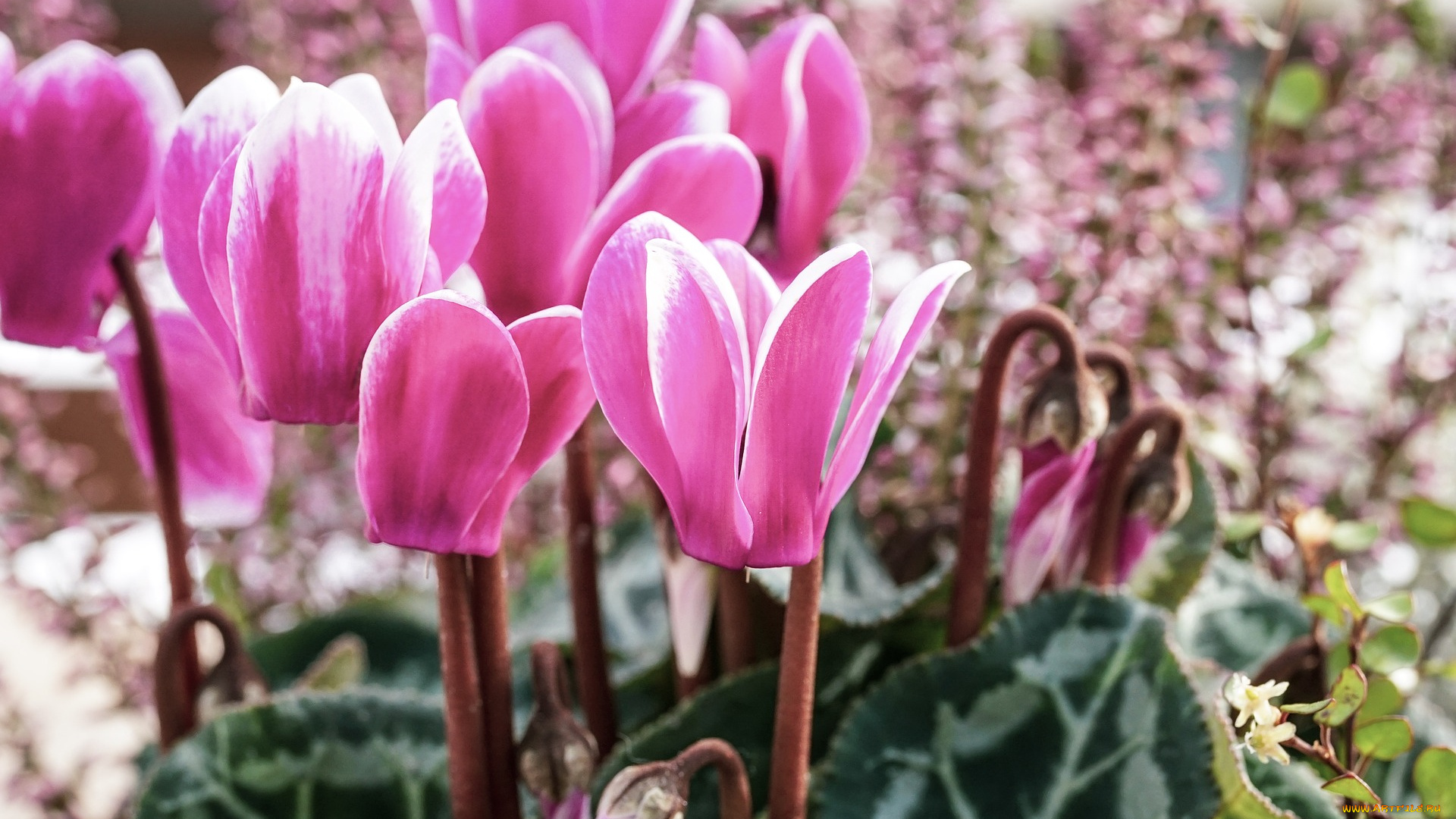 цветы, цикламены, розовый, цикламен