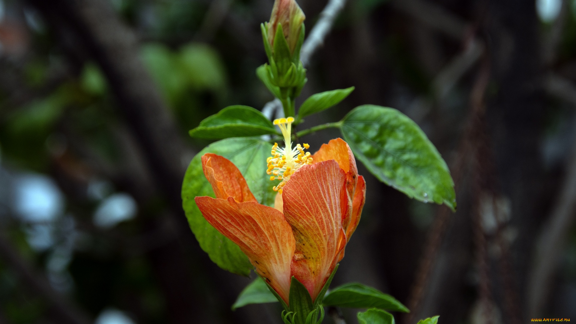 цветы, гибискусы, бутон, гибискус, макро