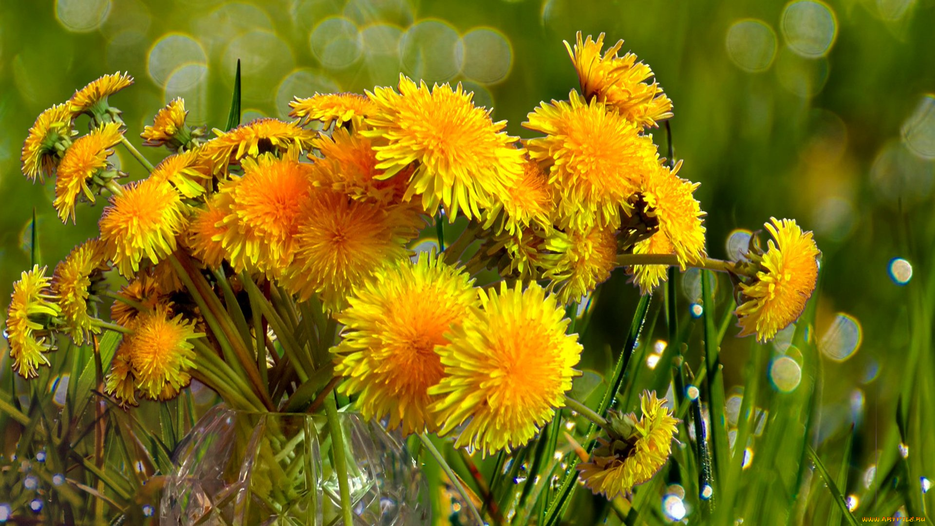 цветы, одуванчики, желтые, букет, ваза