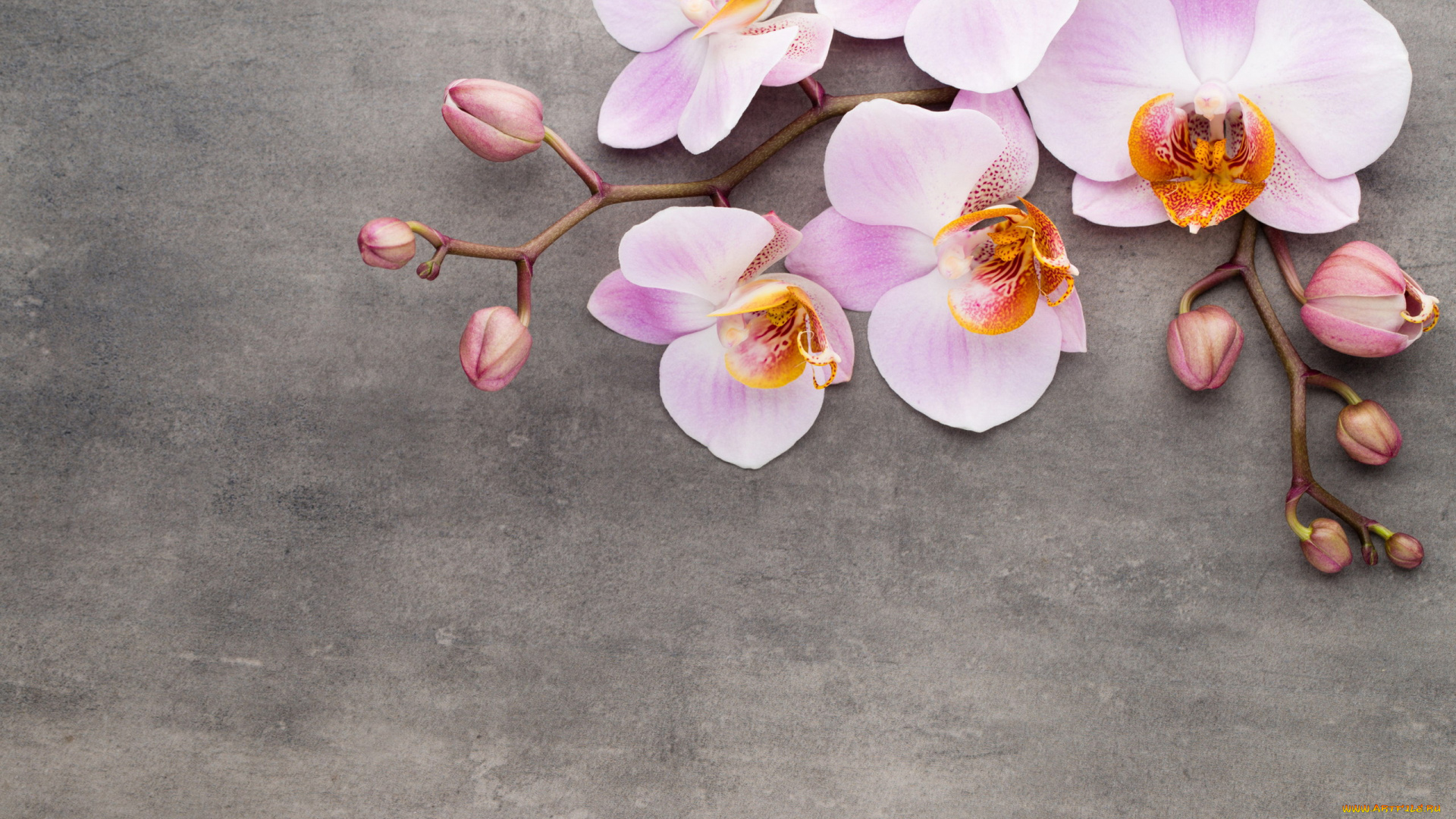 цветы, орхидеи, экзотика