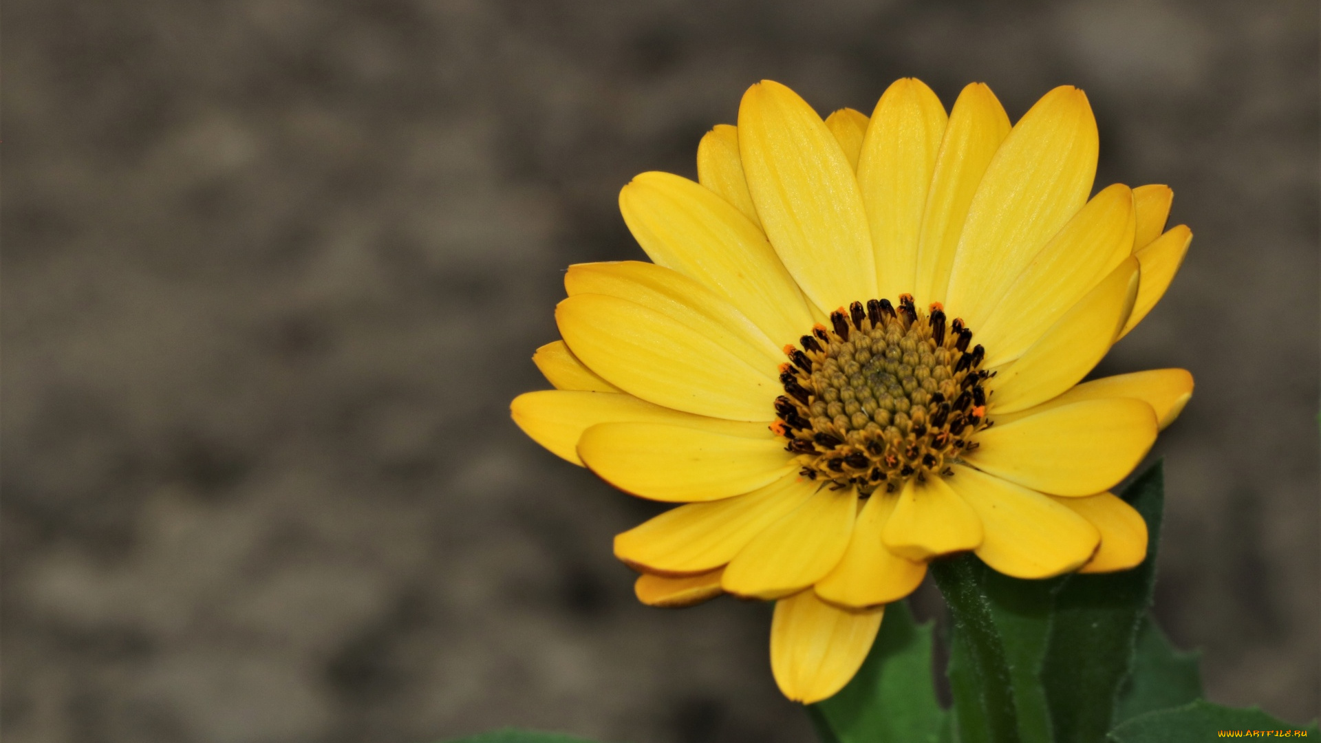 цветы, остеоспермумы, африканская, ромашка