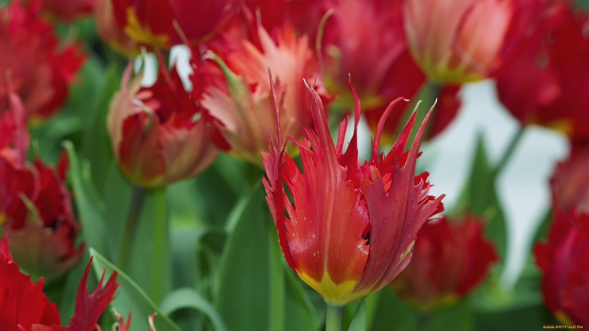 цветы, тюльпаны