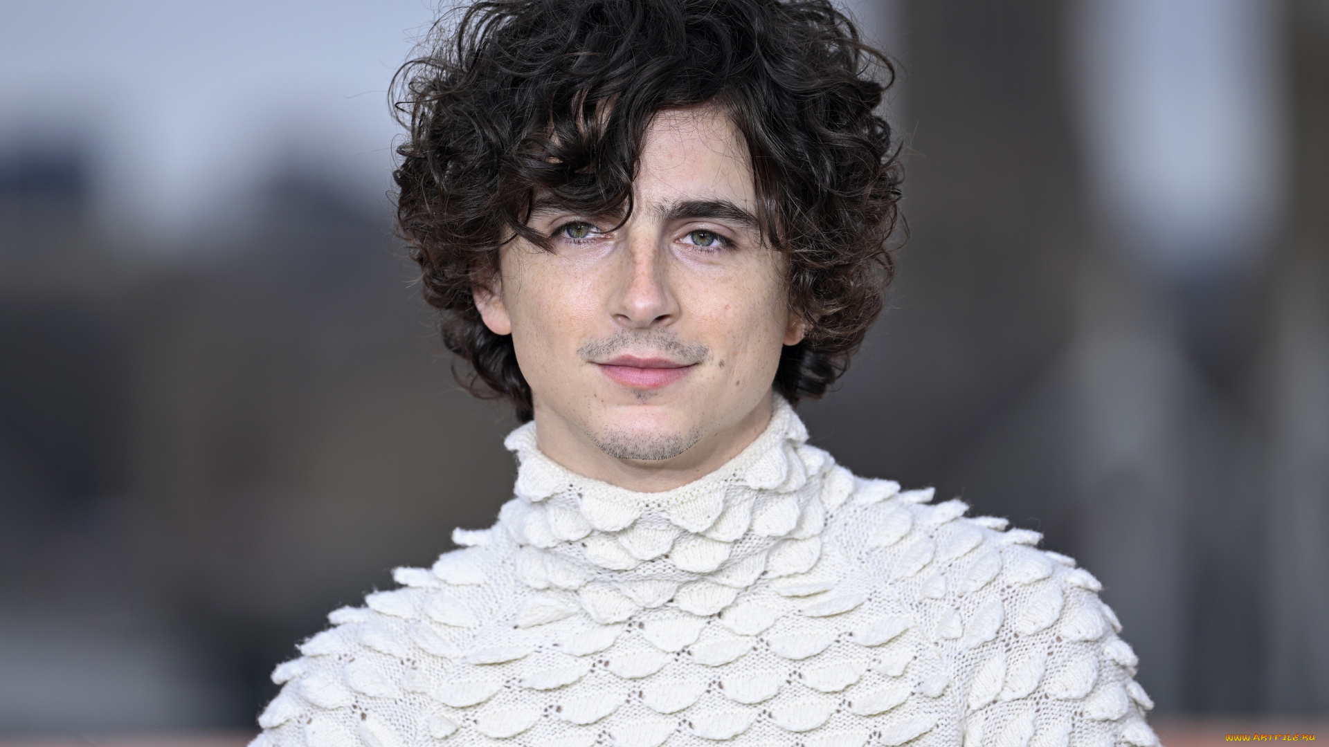 мужчины, timothee, chalamet, актер, свитер