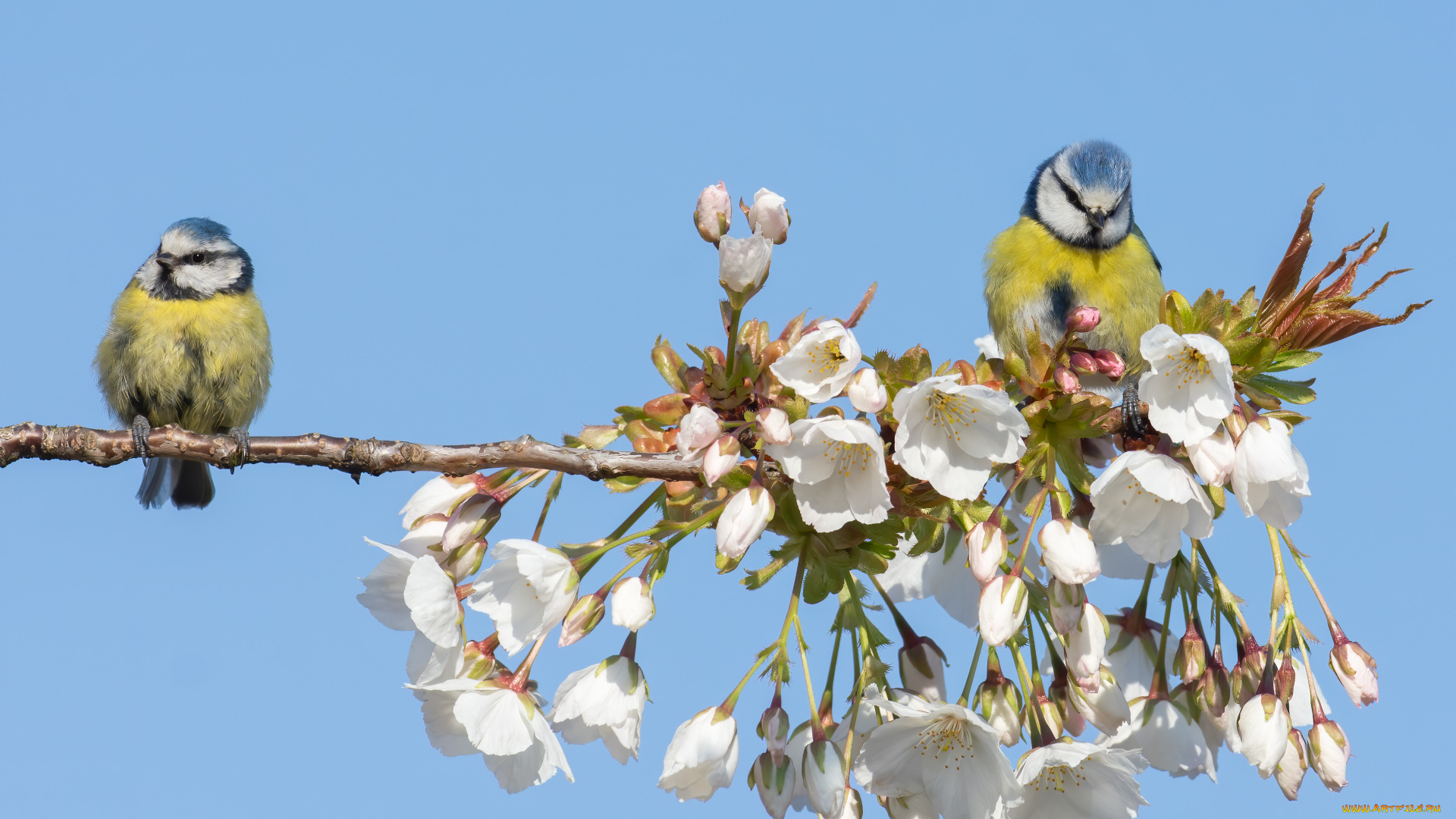 животные, синицы, , лазоревки, птицы