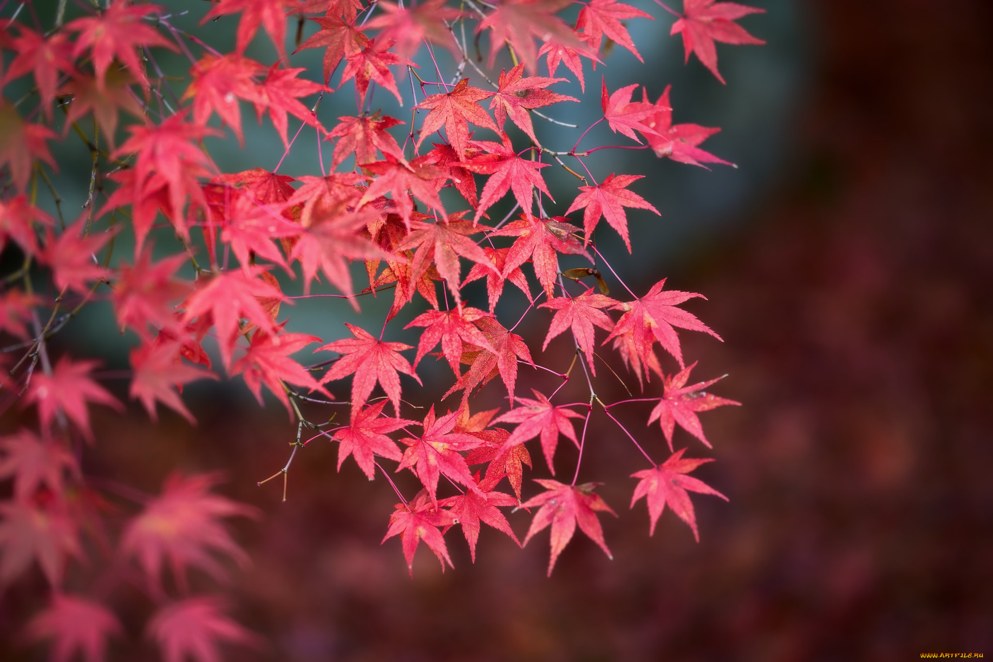 природа, листья