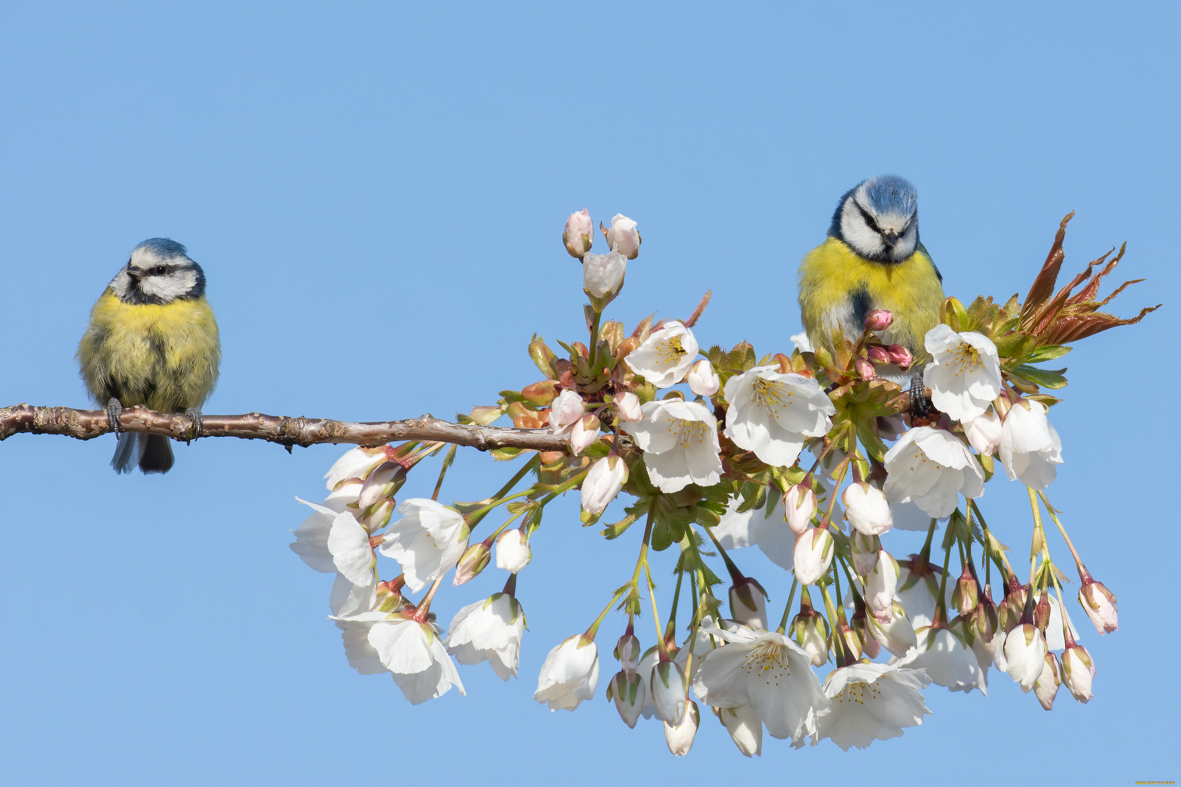 животные, синицы, , лазоревки, птицы